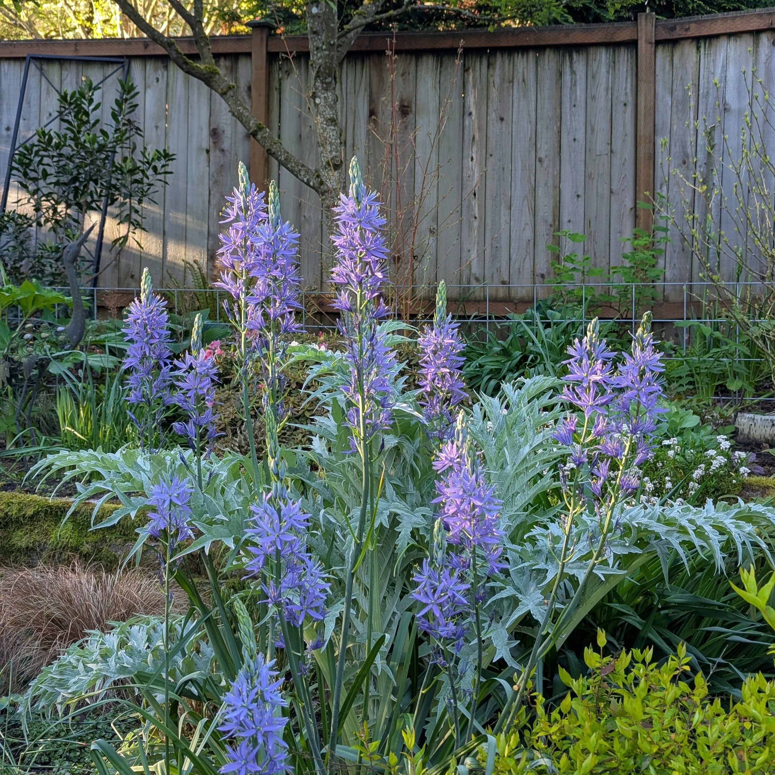 Camas flowers in bloom in front of cardoon foliage