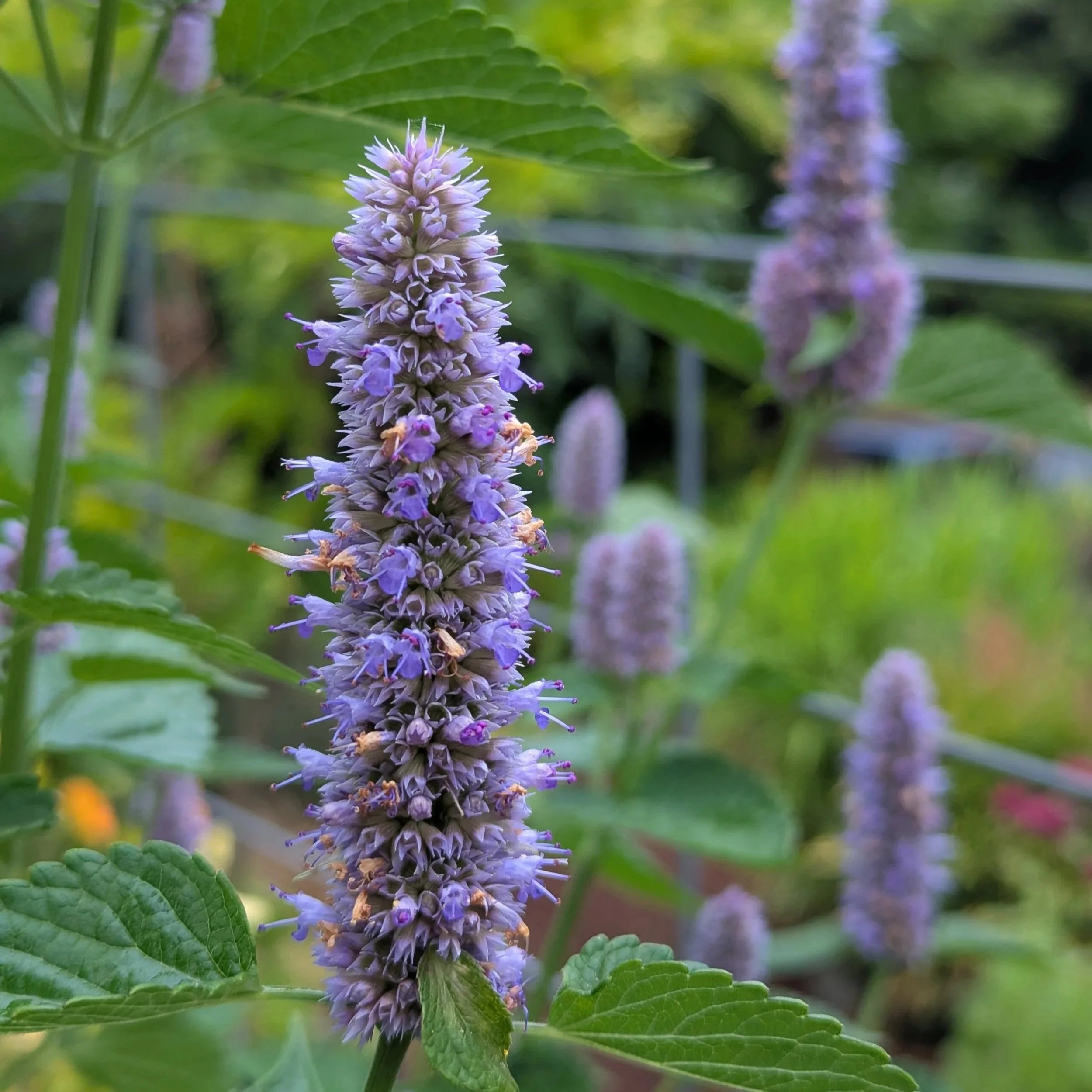 Purple bloom of anise hyssop