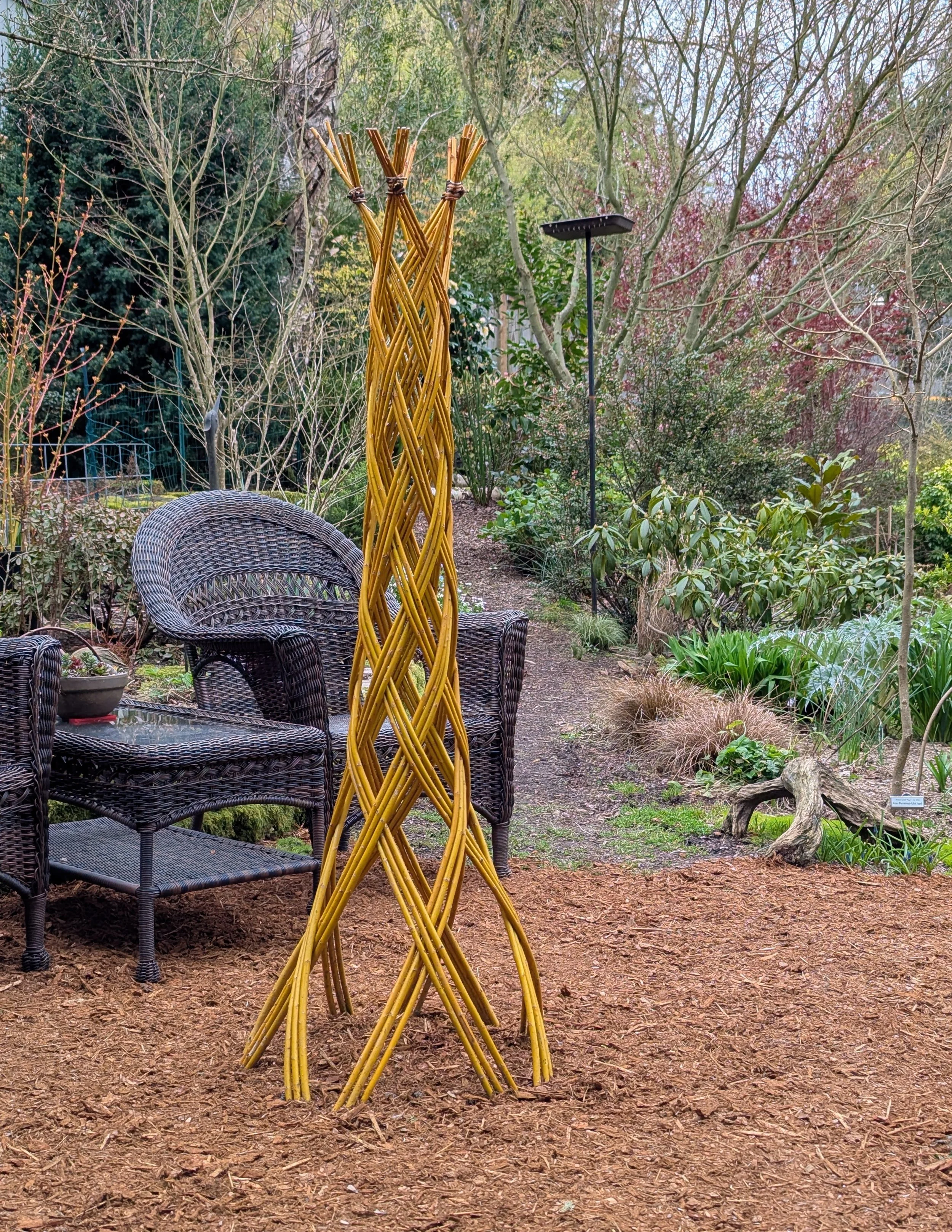 A living willow harlequin structure