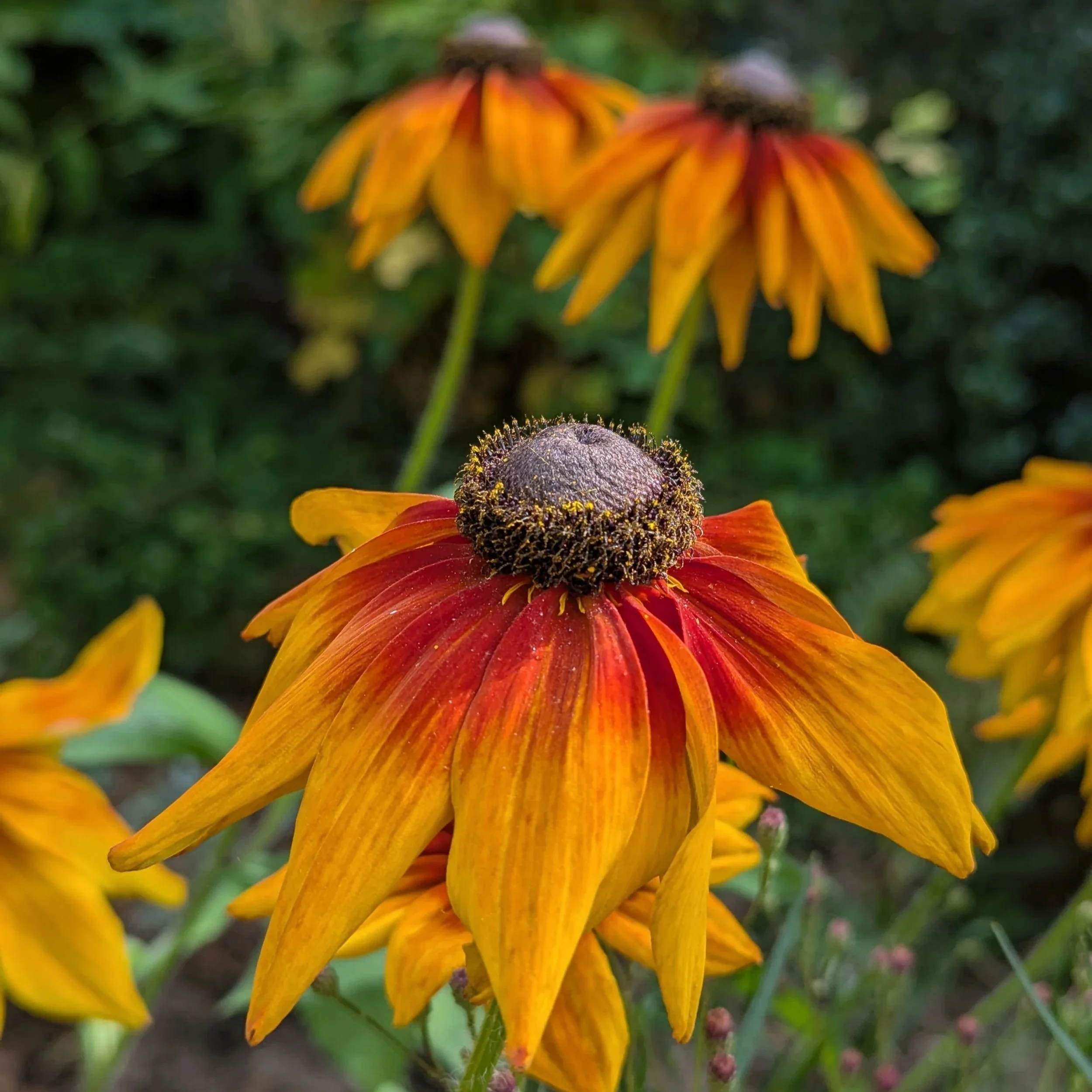 Huge orange-yellow flowers with darker orange middle