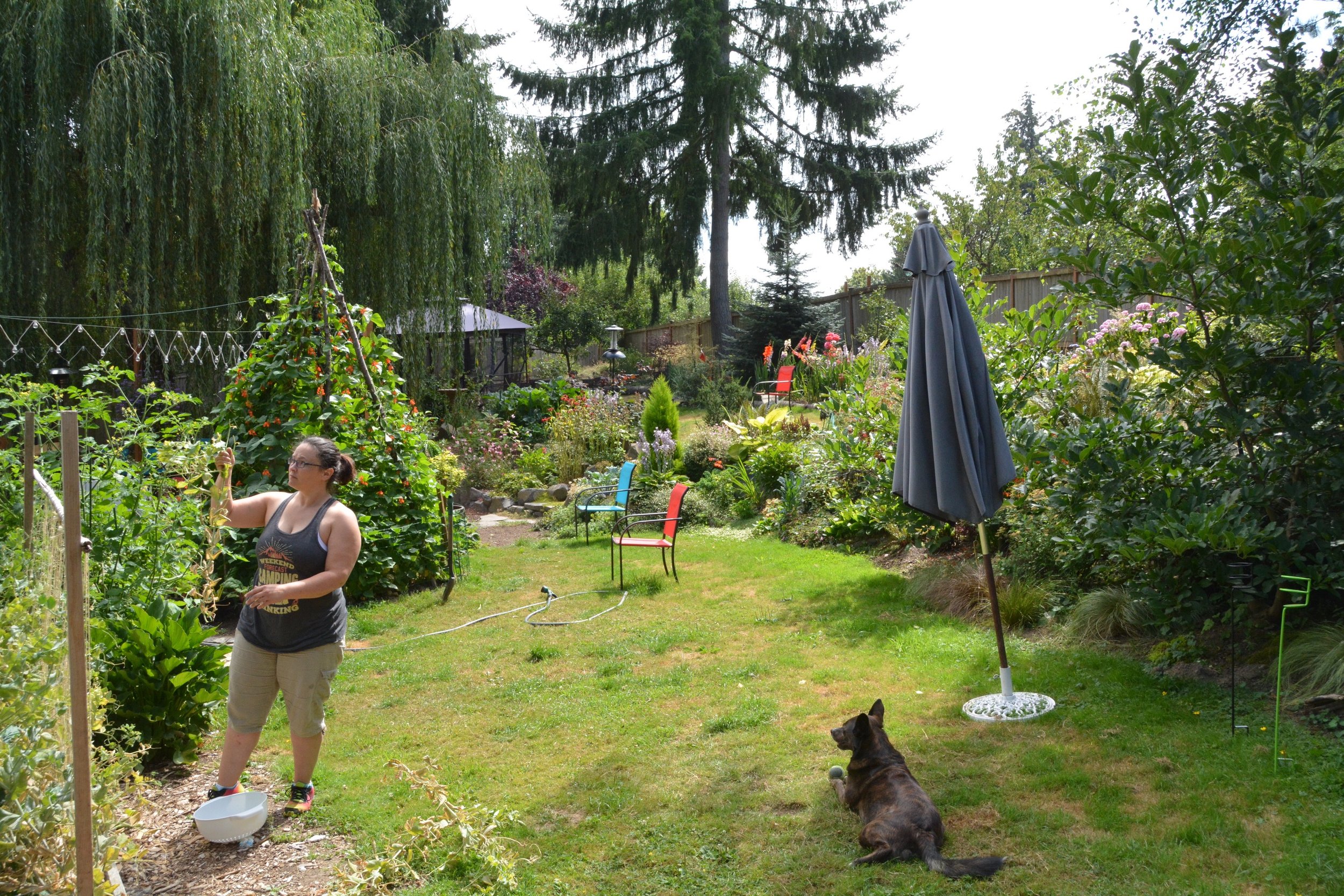 Erin harvests in the veggie garden, 2016