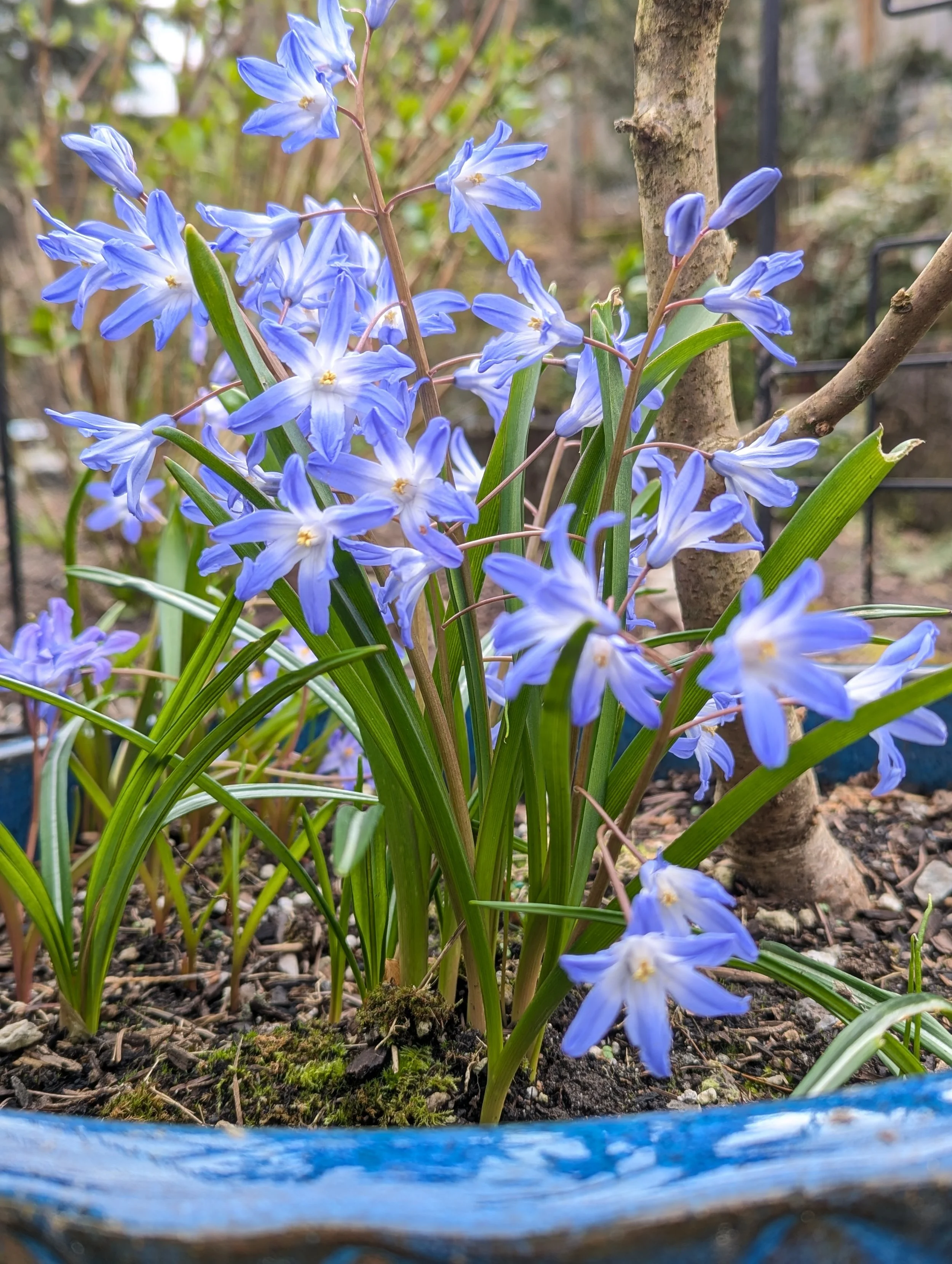 Blue scilla in a blue pot