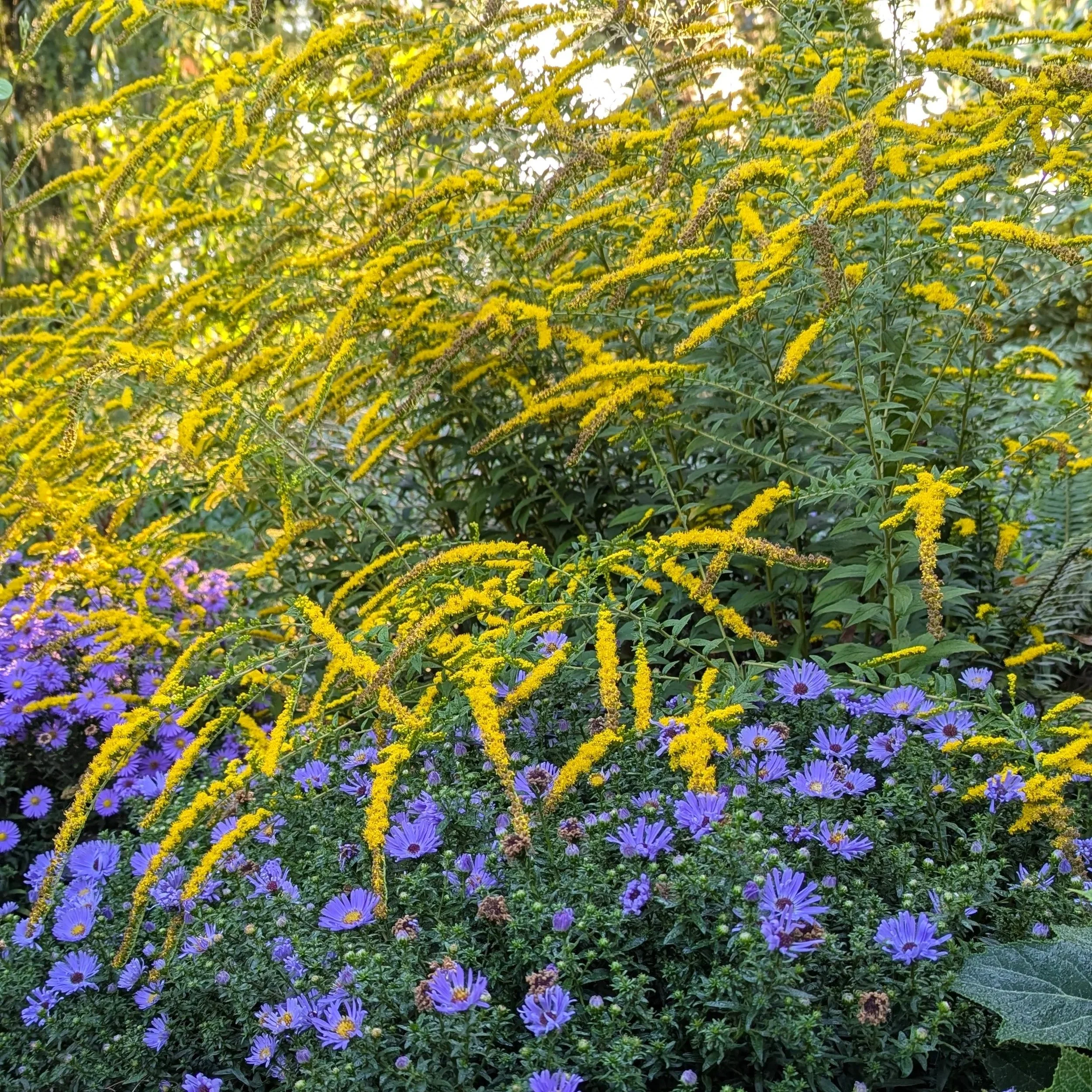 A yellow flowering goldenrod arches above purple asters