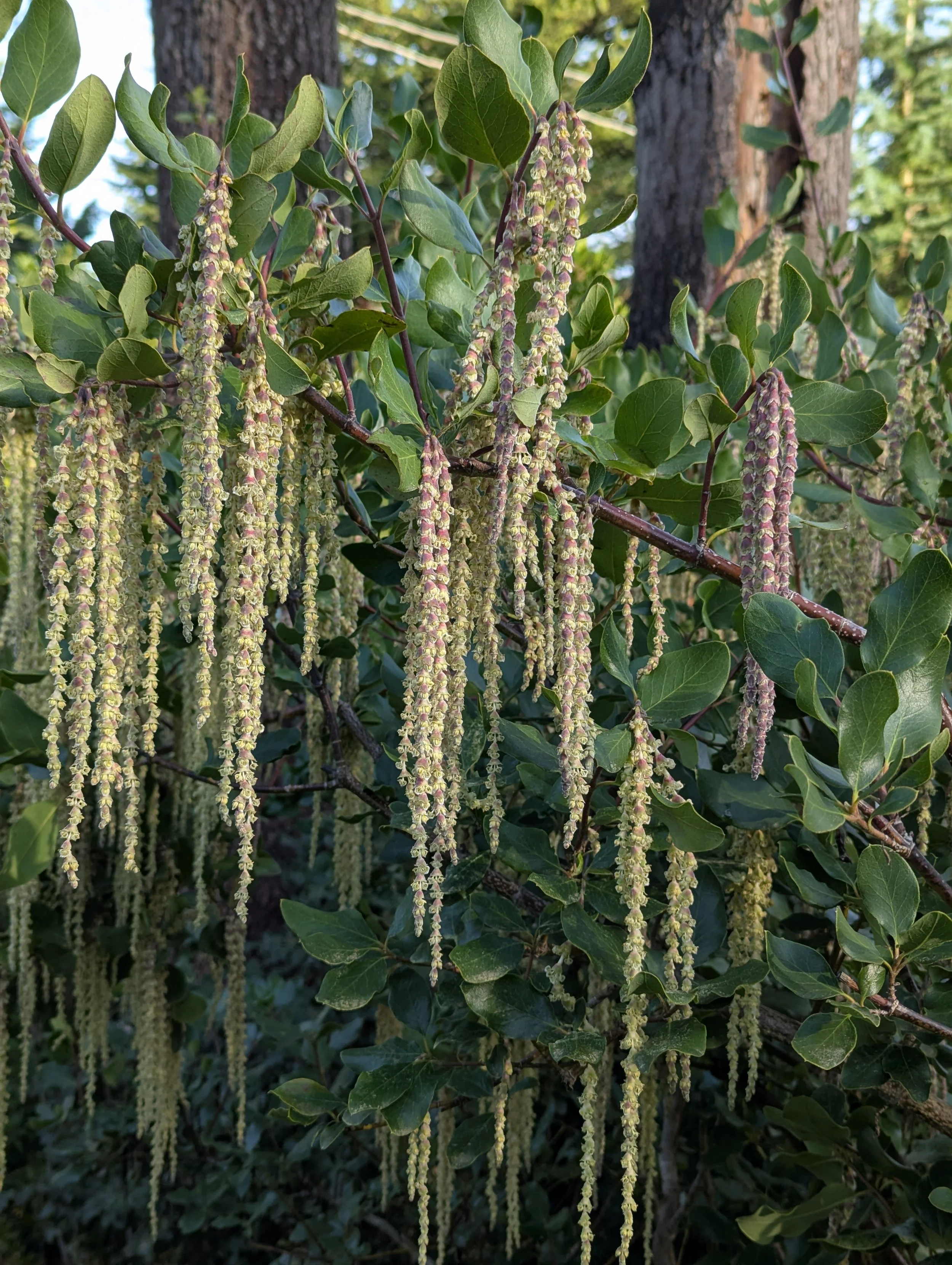 Catkins hanging on a silk tassel bush provide winter interest