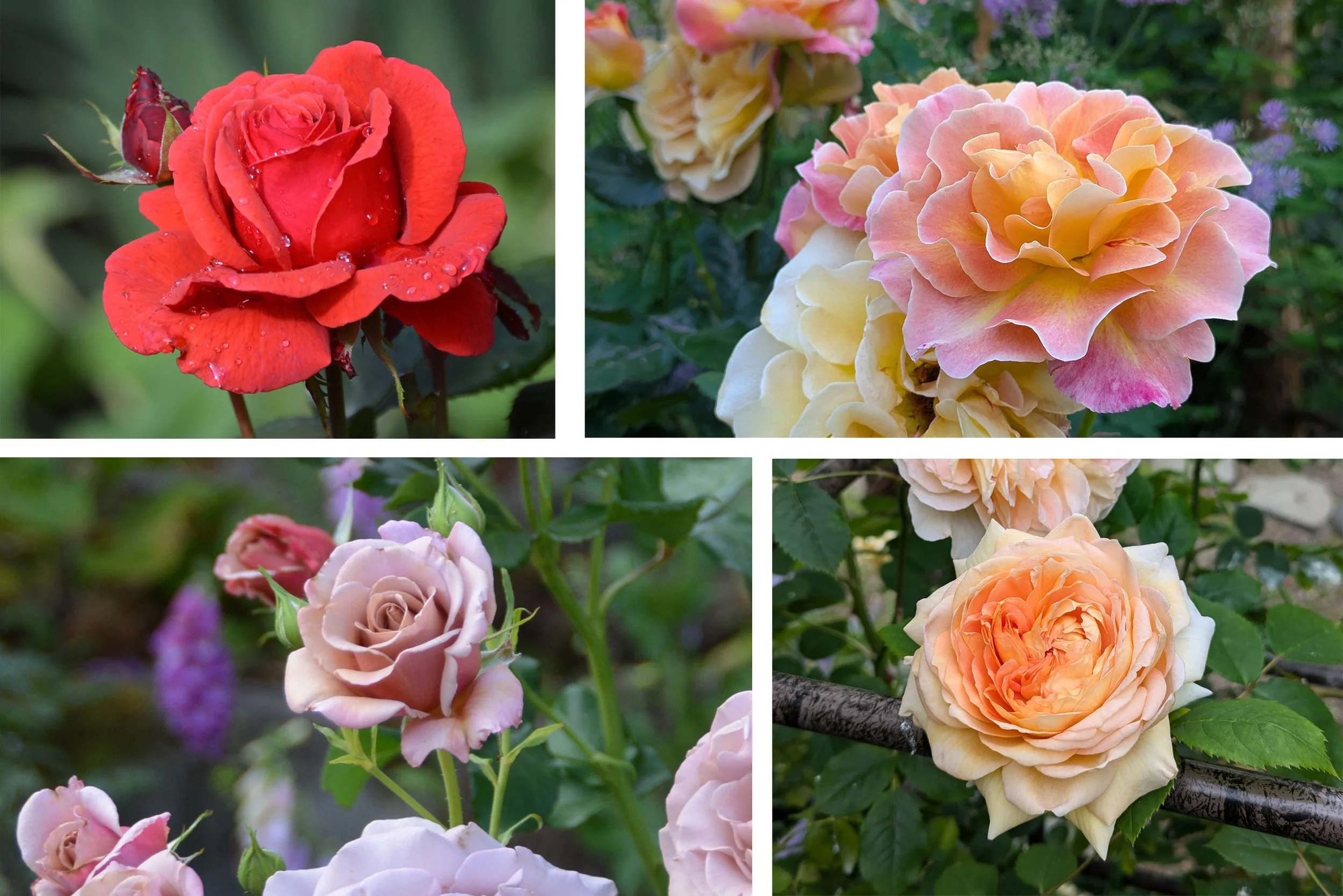 Four roses in a collage