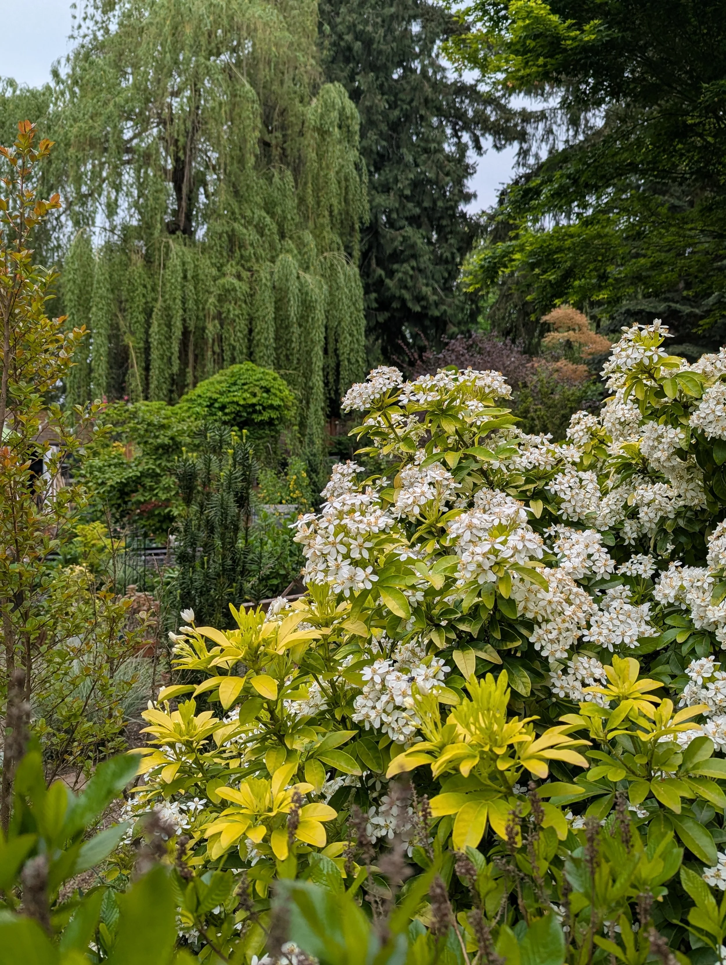 Mexican orange blossom with weeping willow