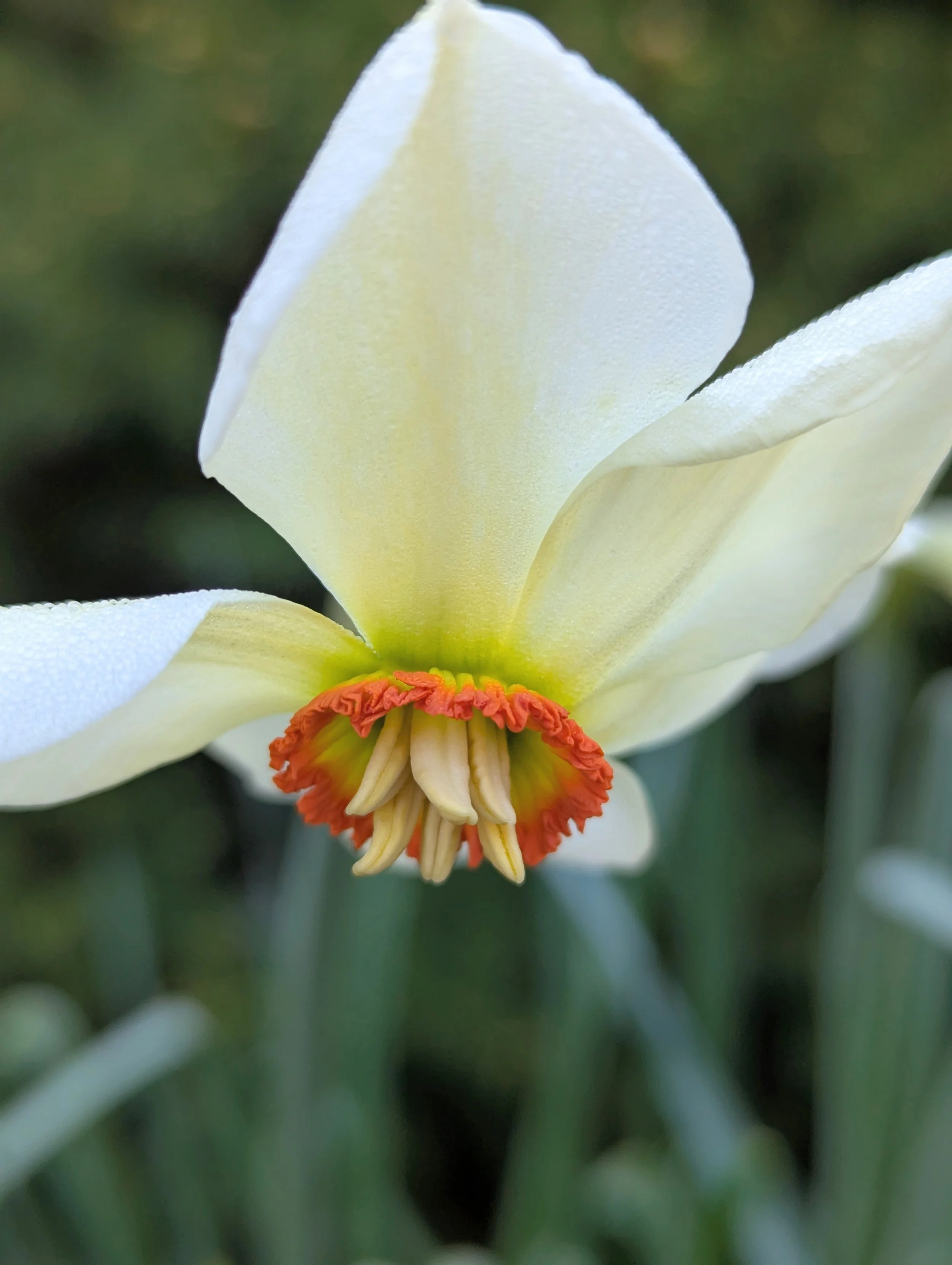 Closeup of daffodil Poeticus Actaea