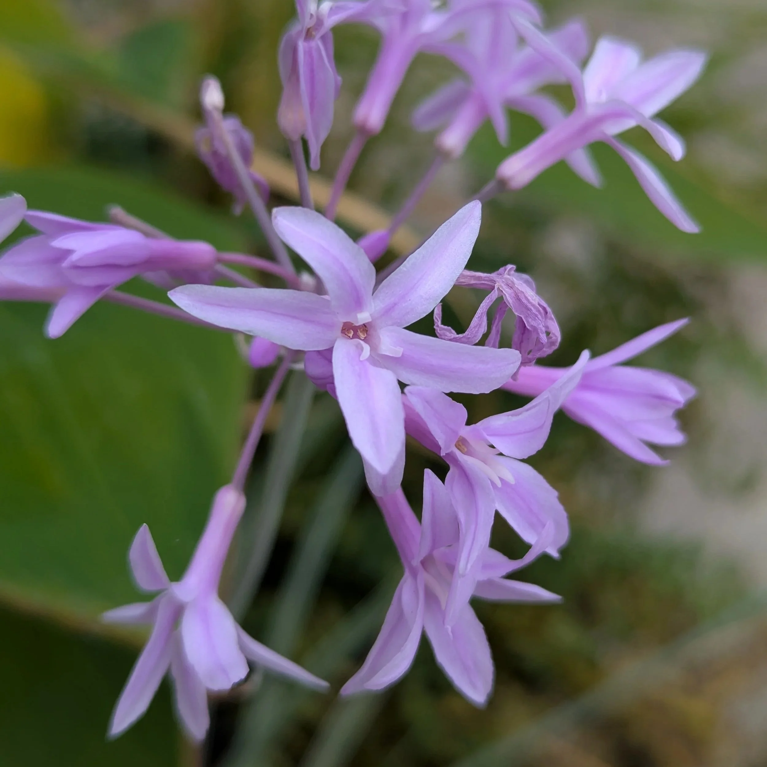 An array of purple flowers