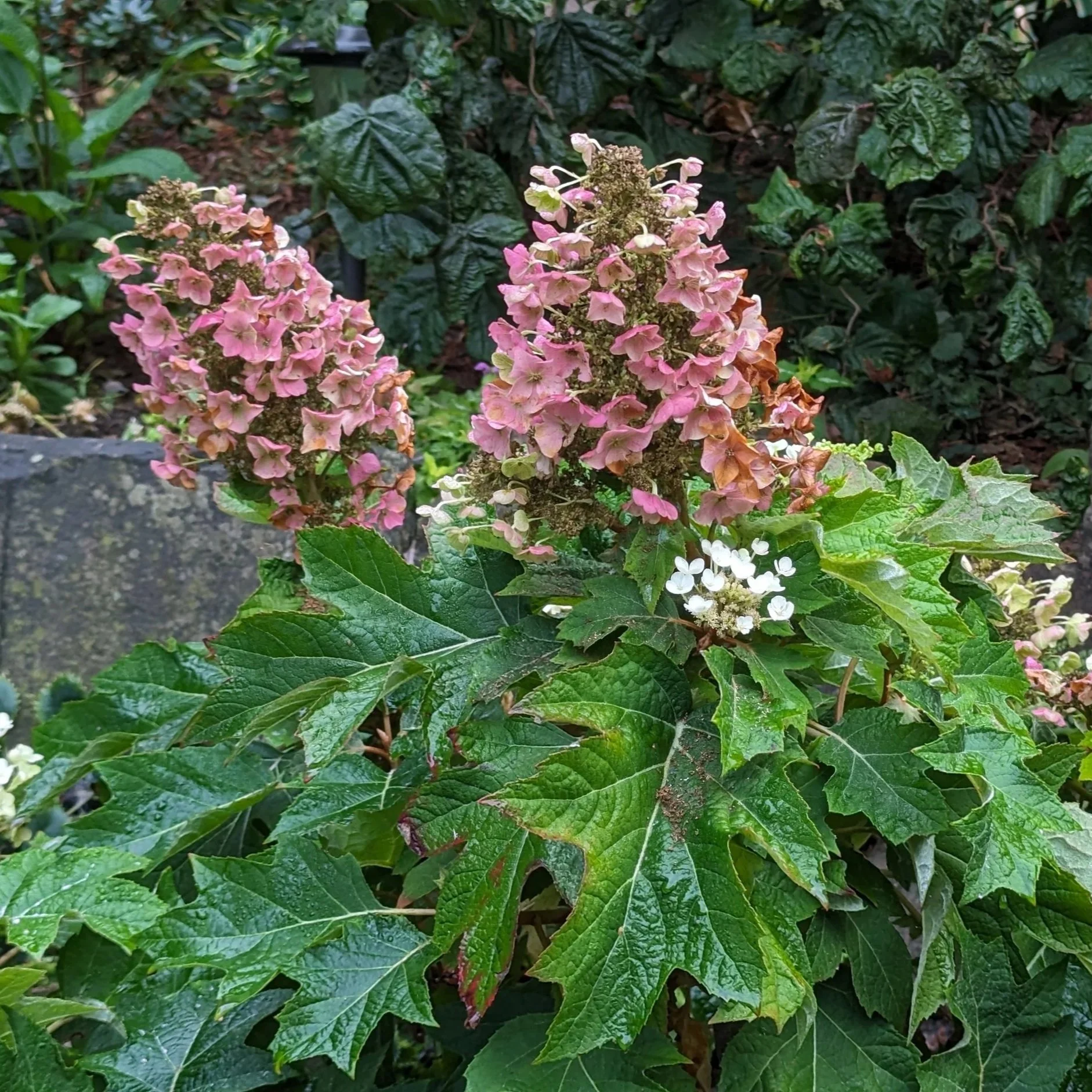 Pink tinged flowers and large oak-like foliage