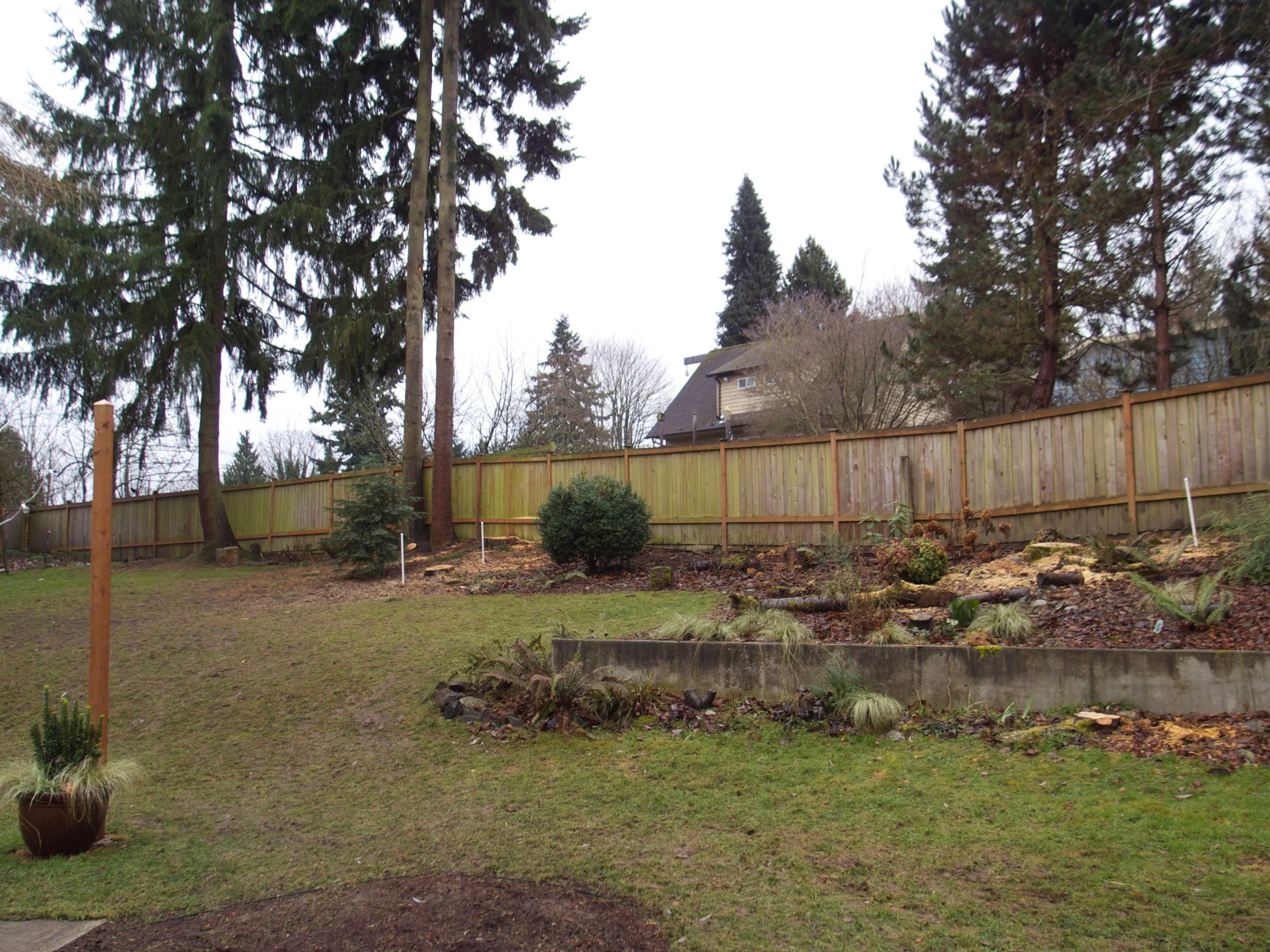 Several old trees cleared out, 2013