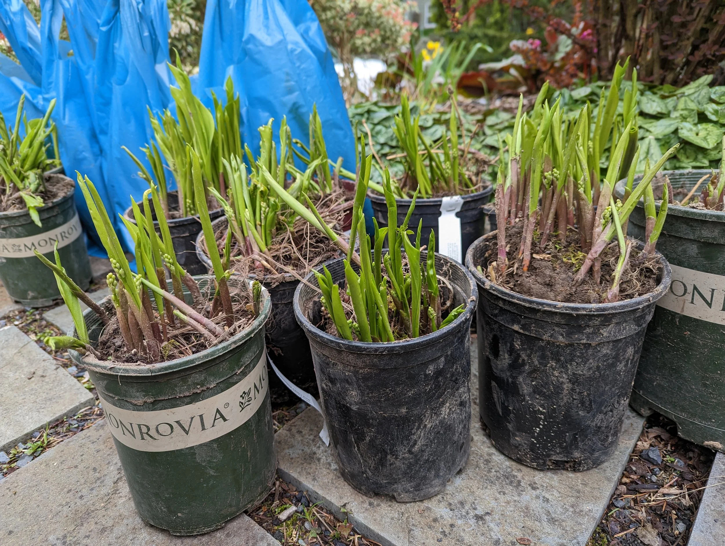 PXL_20230422_155806864.jpg (Copy)