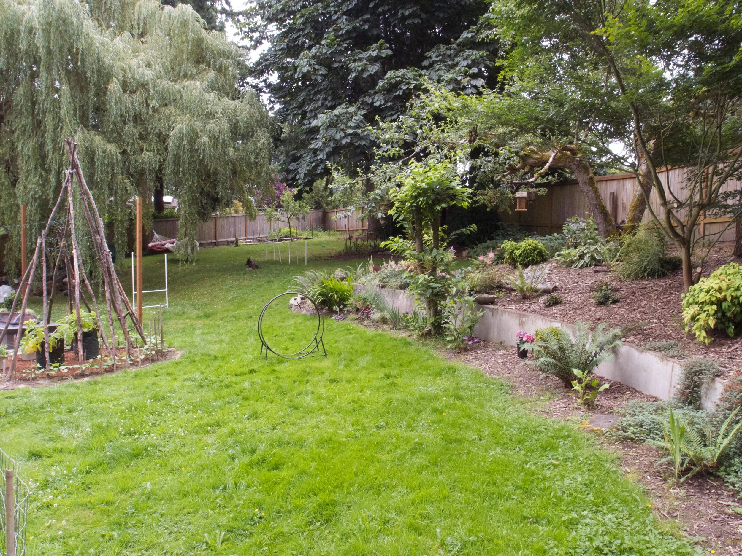 Mostly grass lawn still: 2013