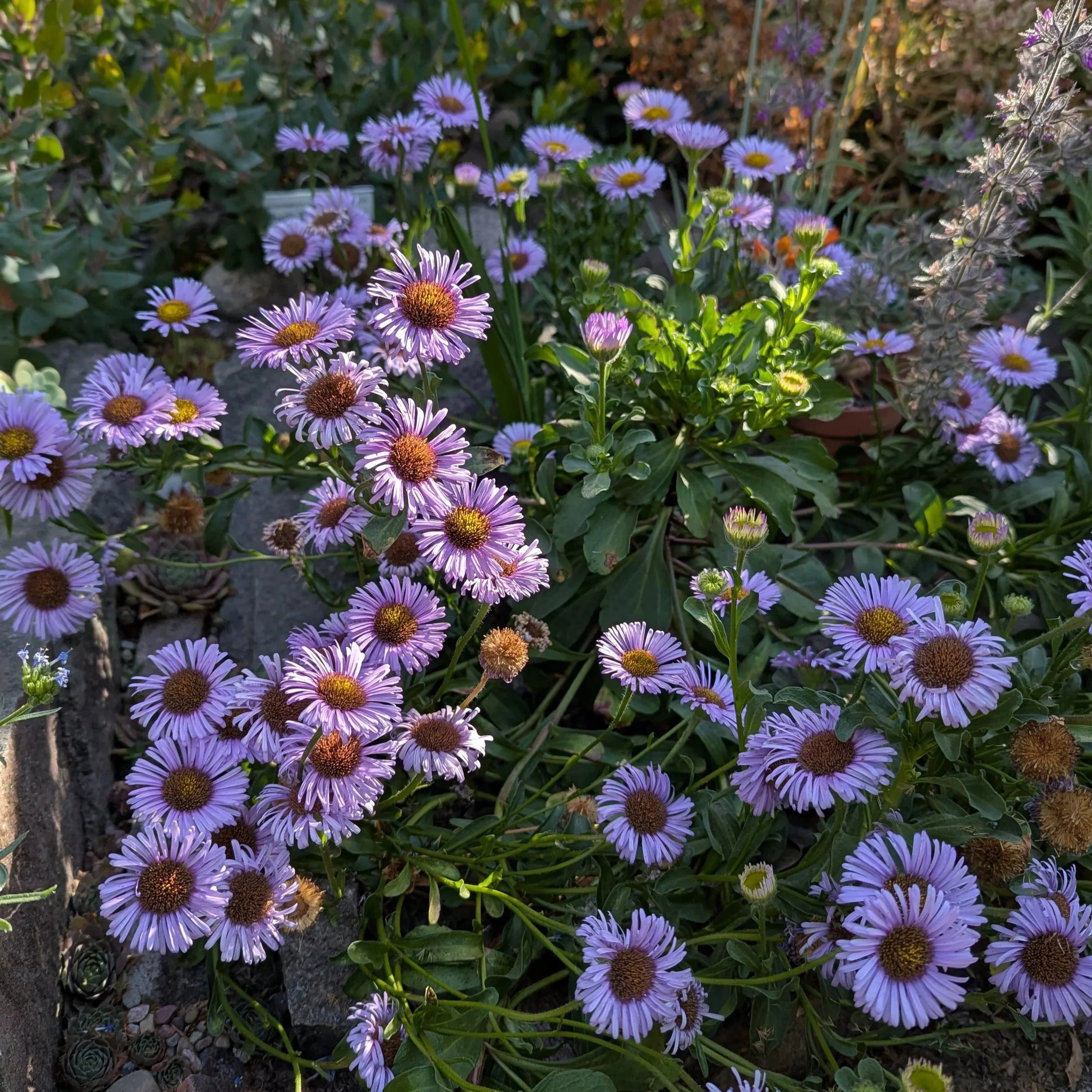 Aster-like purple flowers with yellow-orange centers