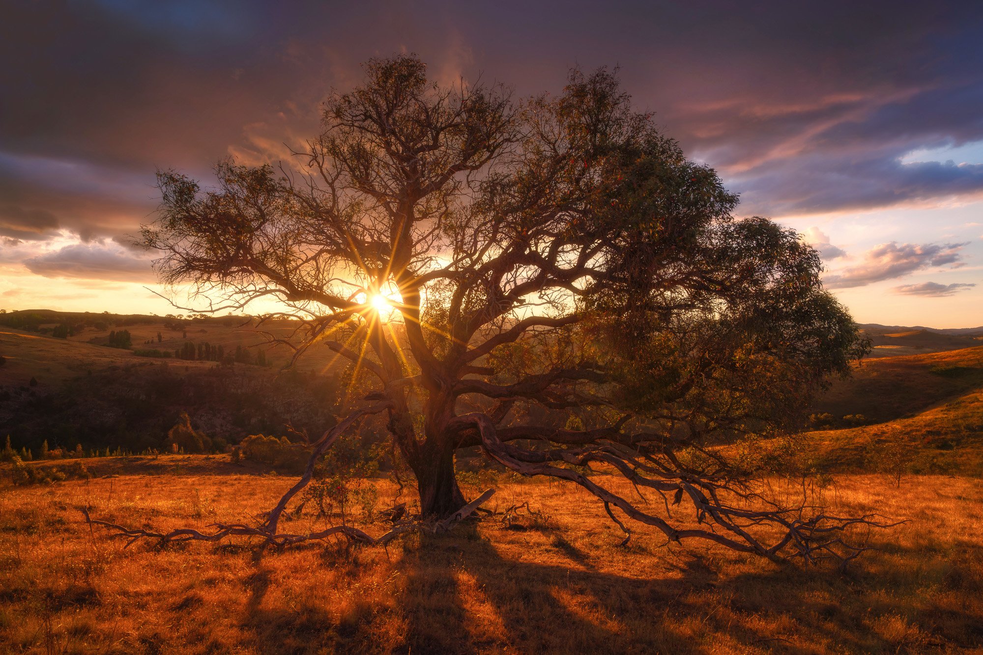 canberra-lone-tree-sunset-silhouette-landscape-jason-cartwright.jpg.jpg