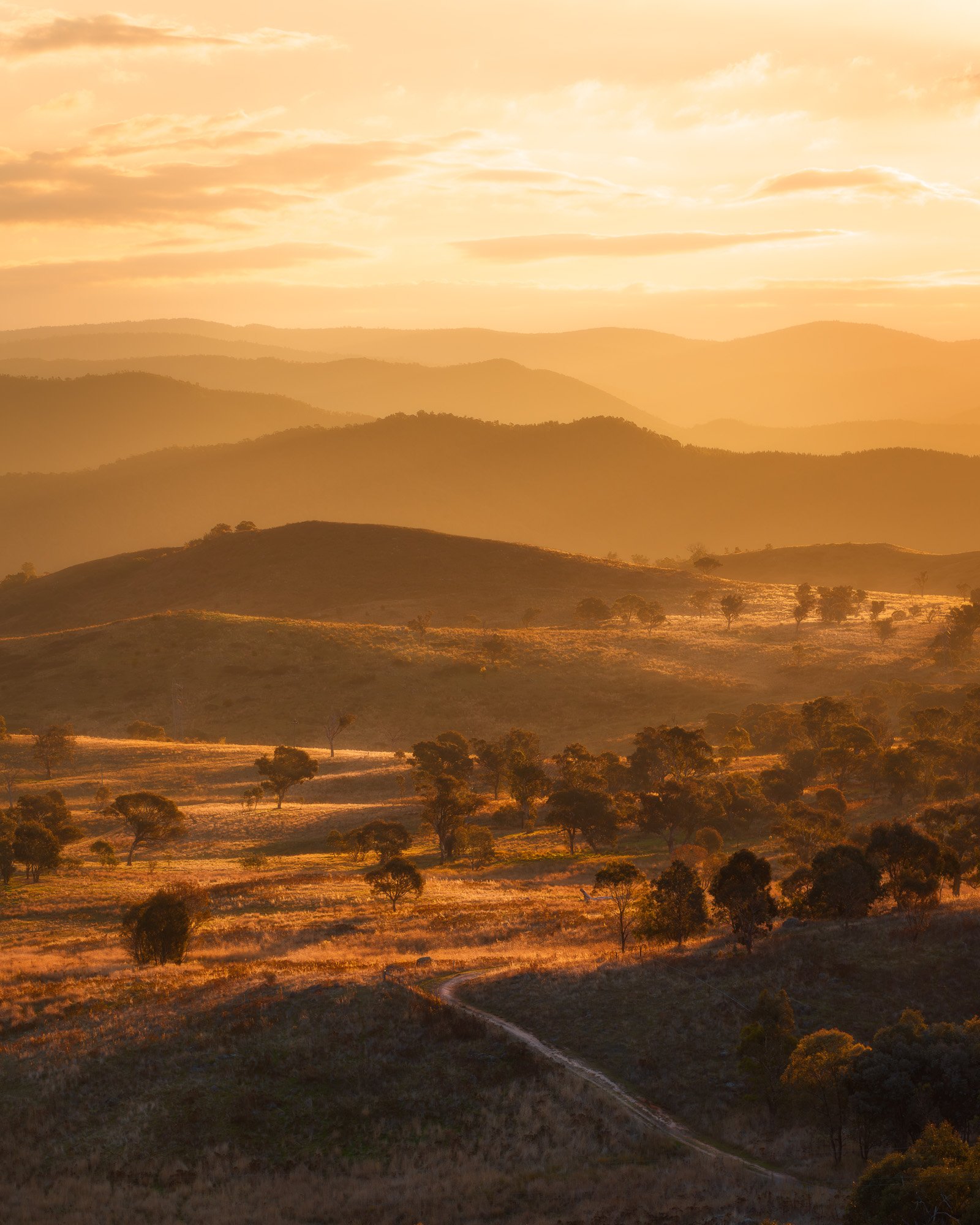 Golden Light Over Cooleman Ridge