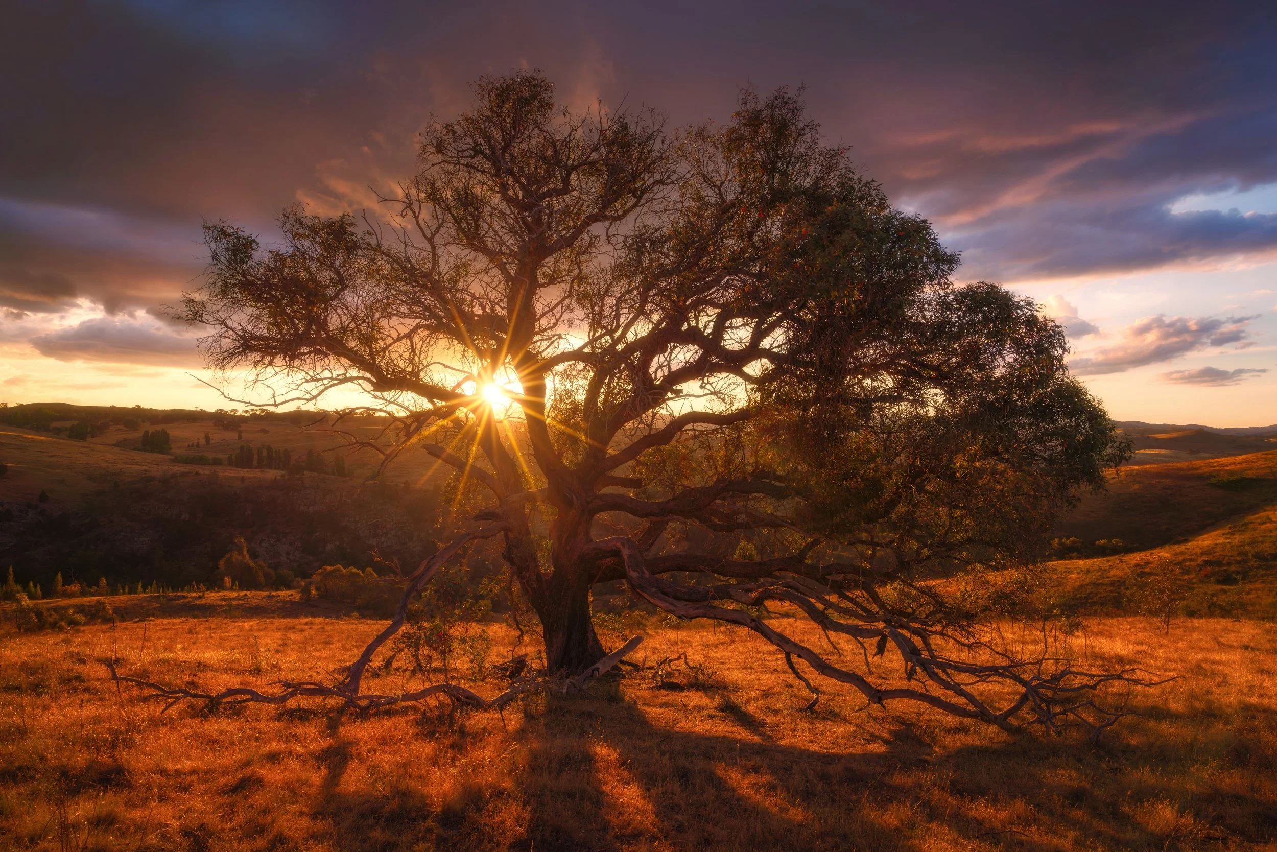 Lower Molonglo Lone Tree