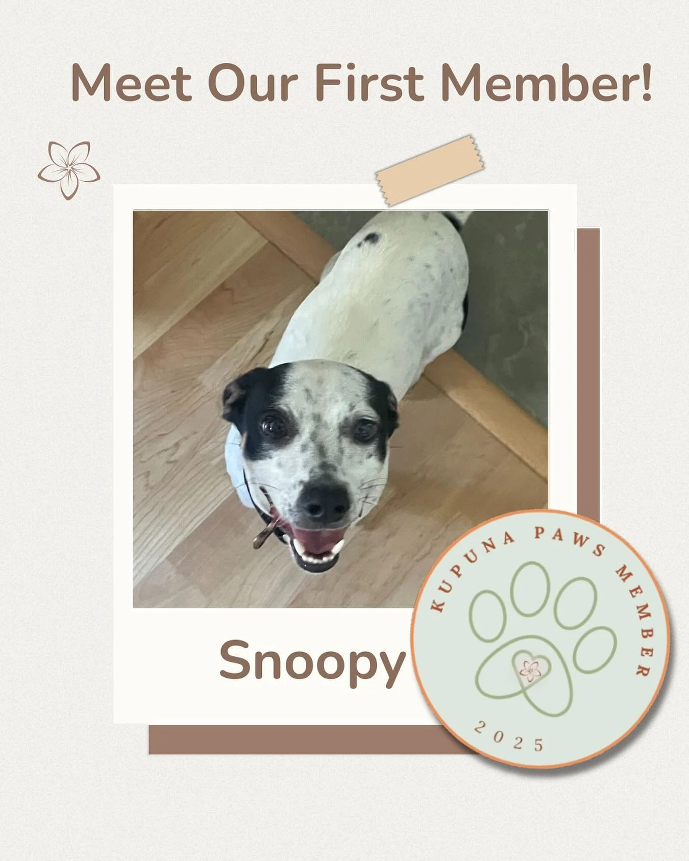 🐶 We&rsquo;ve got our very first good boy on board!
Snoopy is all smiles as he joins our &lsquo;ohana 🐾
Thanks to some of our kind volunteers, he&rsquo;ll be enjoying regular walks, love, and (of course) belly rubs✨#kupunapaws #communitysupport #ha