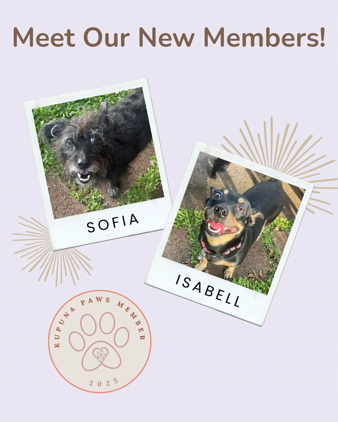Say hello to our newest members, Sofia &amp; Isabell! 🐾 They&rsquo;re located in Aiea and looking for some paws-ome volunteers to help with walks and vet trips. #KupunaPaws #KupunaPawsFoundation #KupunaPets #Aiea #Oahu #HawaiiDogs #DogVolunteers #Pe