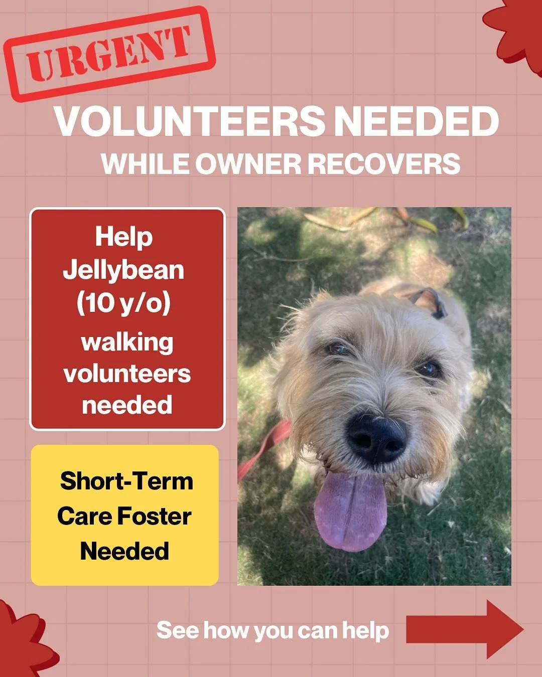 🐾 Meet Jellybean 💜
She&rsquo;s a sweet 10-year-old pup whose owner is receiving care outside the home. While they recover, Jellybean needs our community&rsquo;s support.

✨ Two ways to help:
1️⃣ Foster (2&ndash;4 weeks) - safe, loving home, supplie