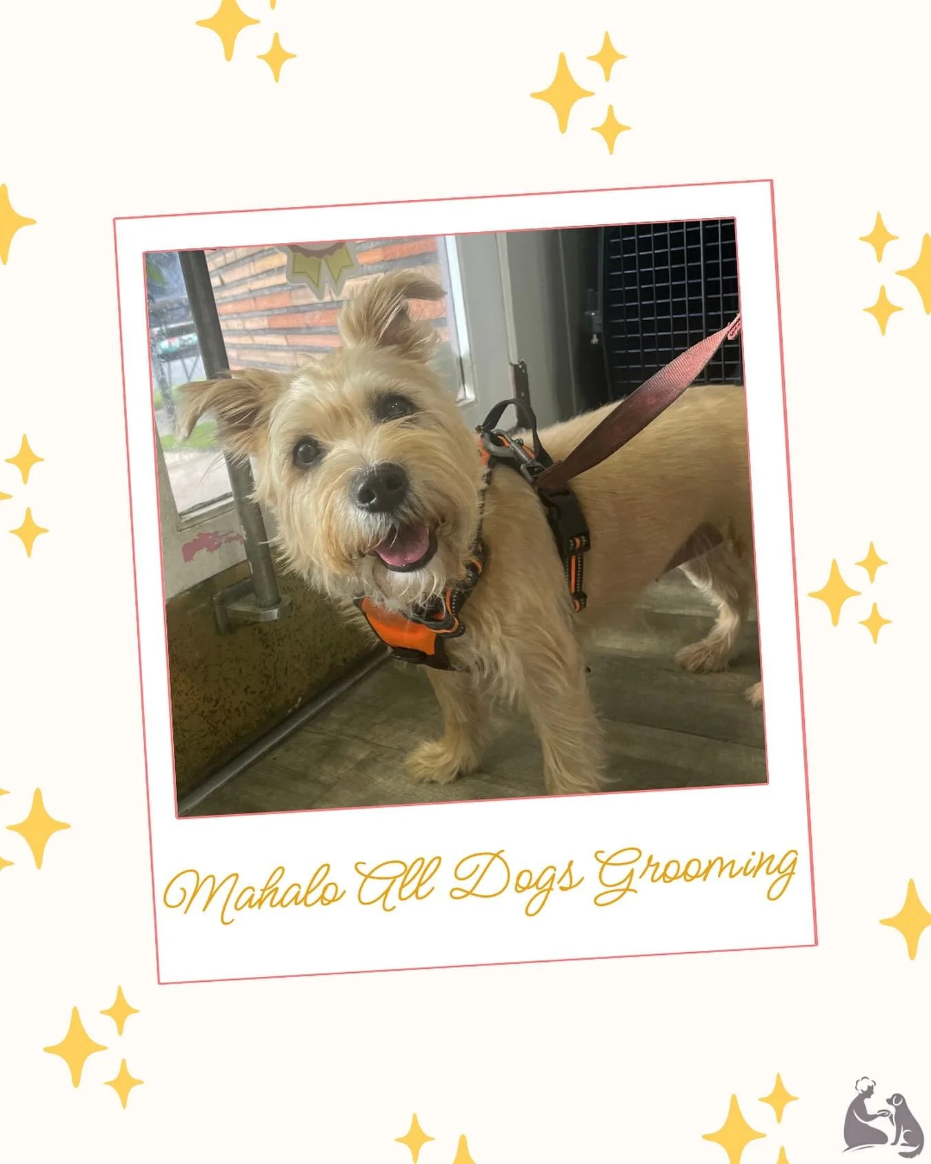 🐾 Mahalo All Dogs Grooming Honolulu! 🐾

Big thank you to Melissa at @alldogsgroominghonolulu ✂️✨ for helping Jellybean right away.

Senior pups like Jellybean sometimes need a little extra care (and she brought plenty of wiggles and sass 😅). With 