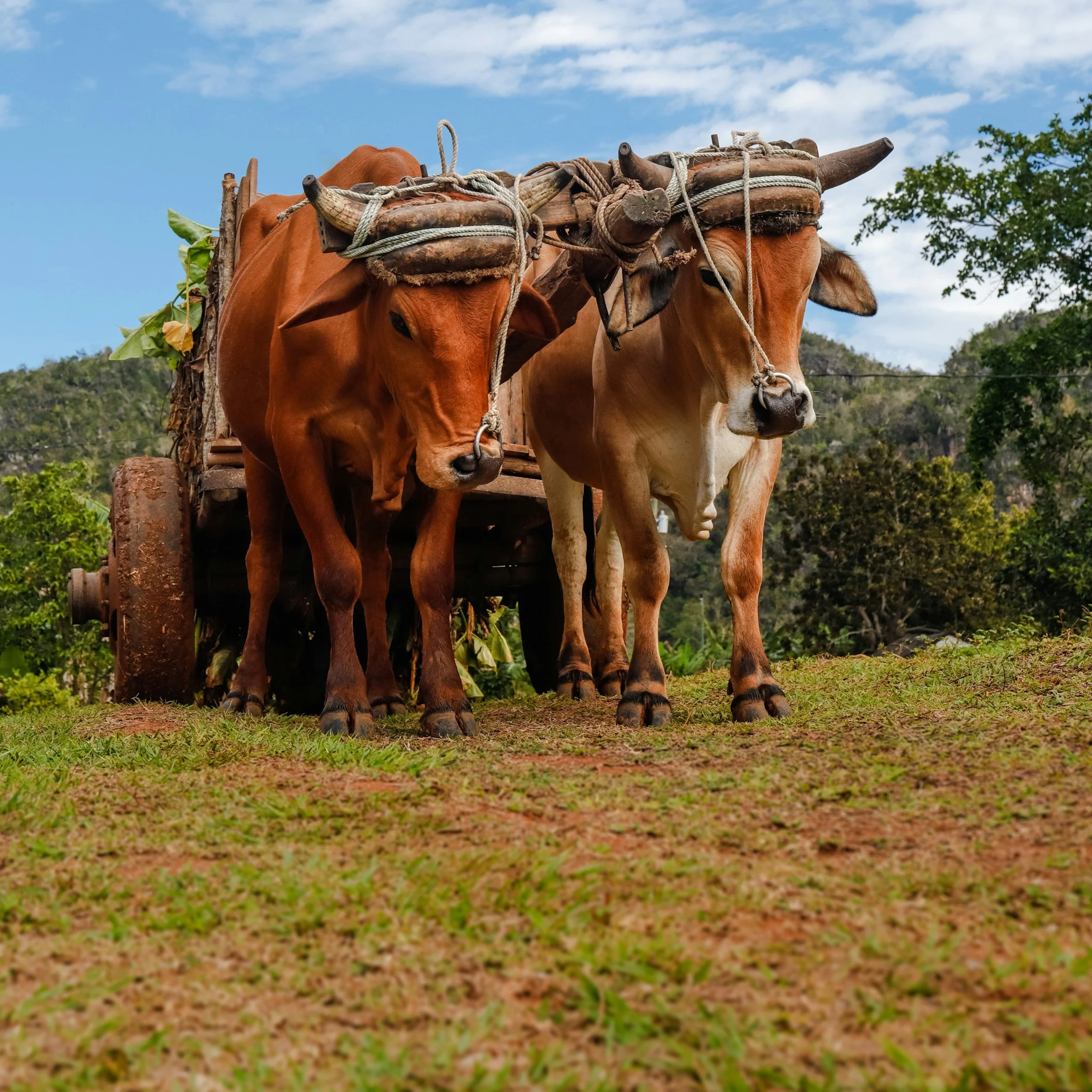 Living Outloud: Under the Weight