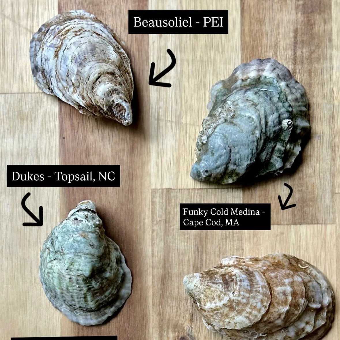 The taste, shape, size, and color of oysters are heavily influenced by the environment where they grow. Each oyster is a representation of its life in unique coastal waters both in our region and beyond. Take a look at different oysters from our curr