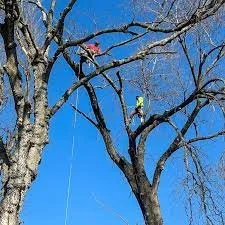 Limbing Trees over live wires