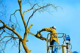 Limbing & Pruning Problem Branches