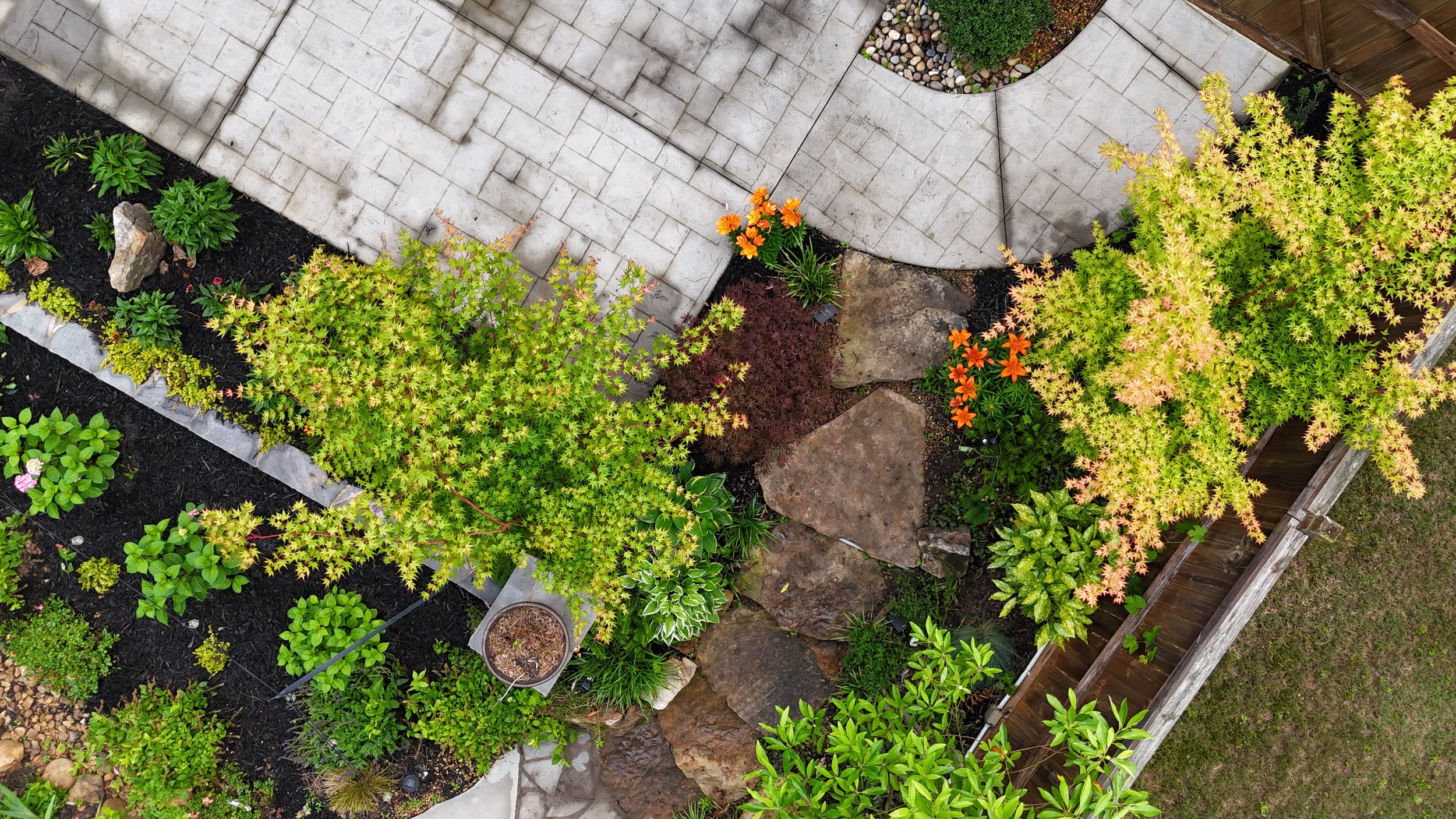 Coral Bark Japanese Maple