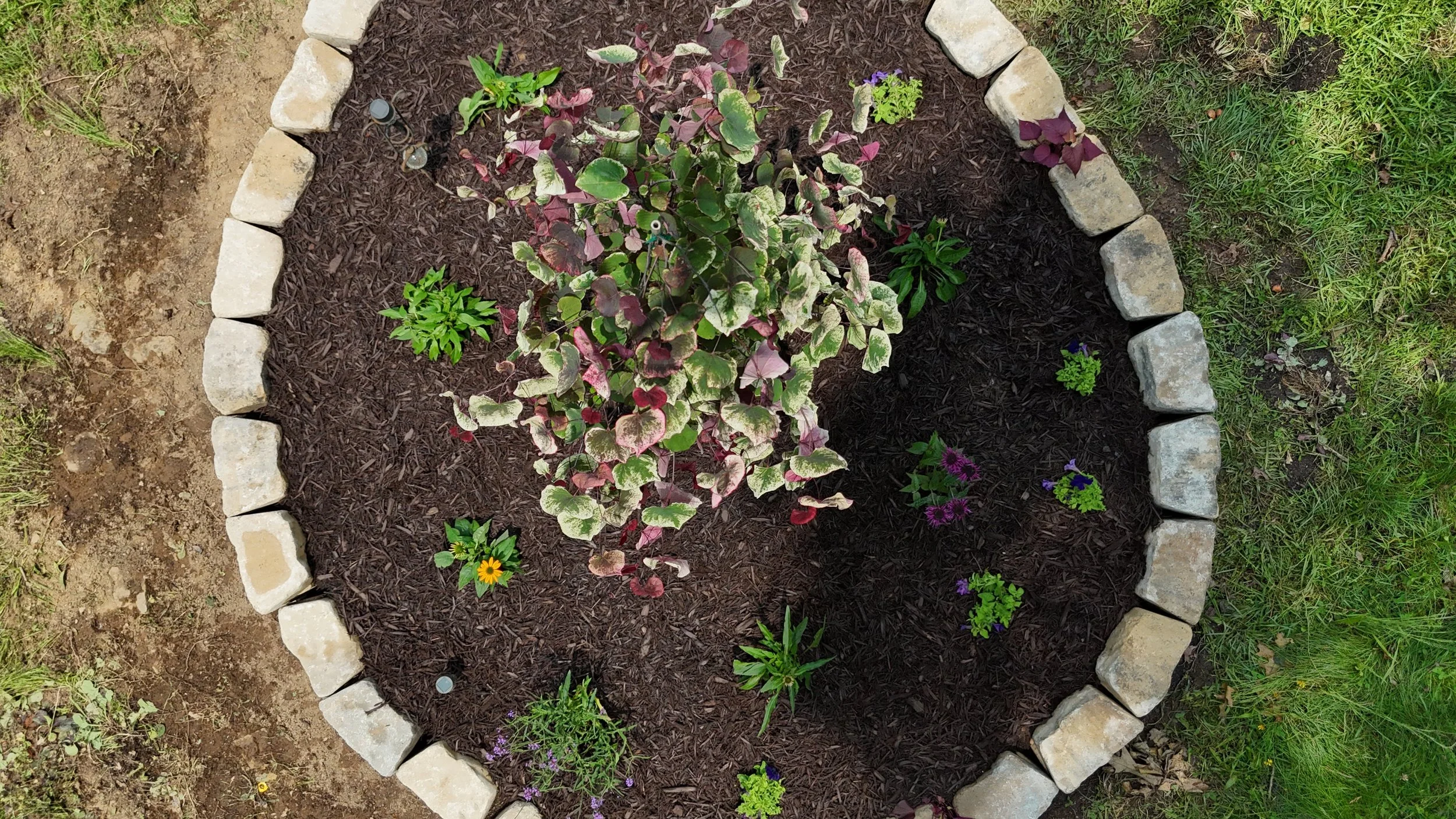 A flower bed with a large variegated plant in the center, surrounded by smaller plants and flowers, bordered with irregularly shaped light-colored stones, with grass and soil around it.