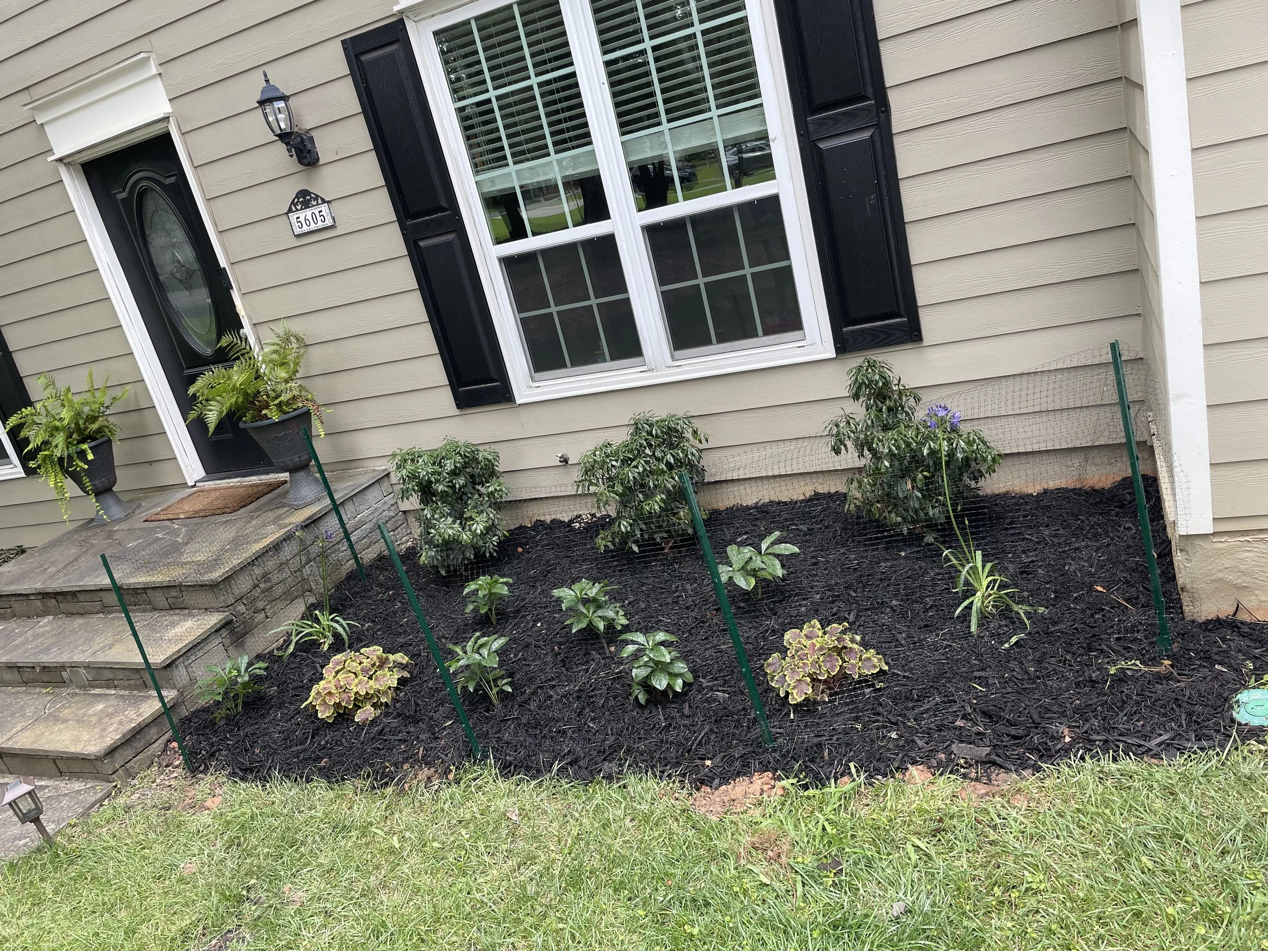 Front yard garden bed with various plants, mulch, and green stakes in front of a beige house with white trim, black shutters, and a black front door with house number 5605.