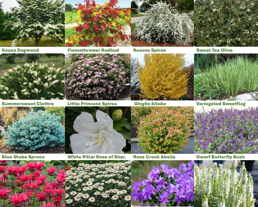 Plant Palette Example #2