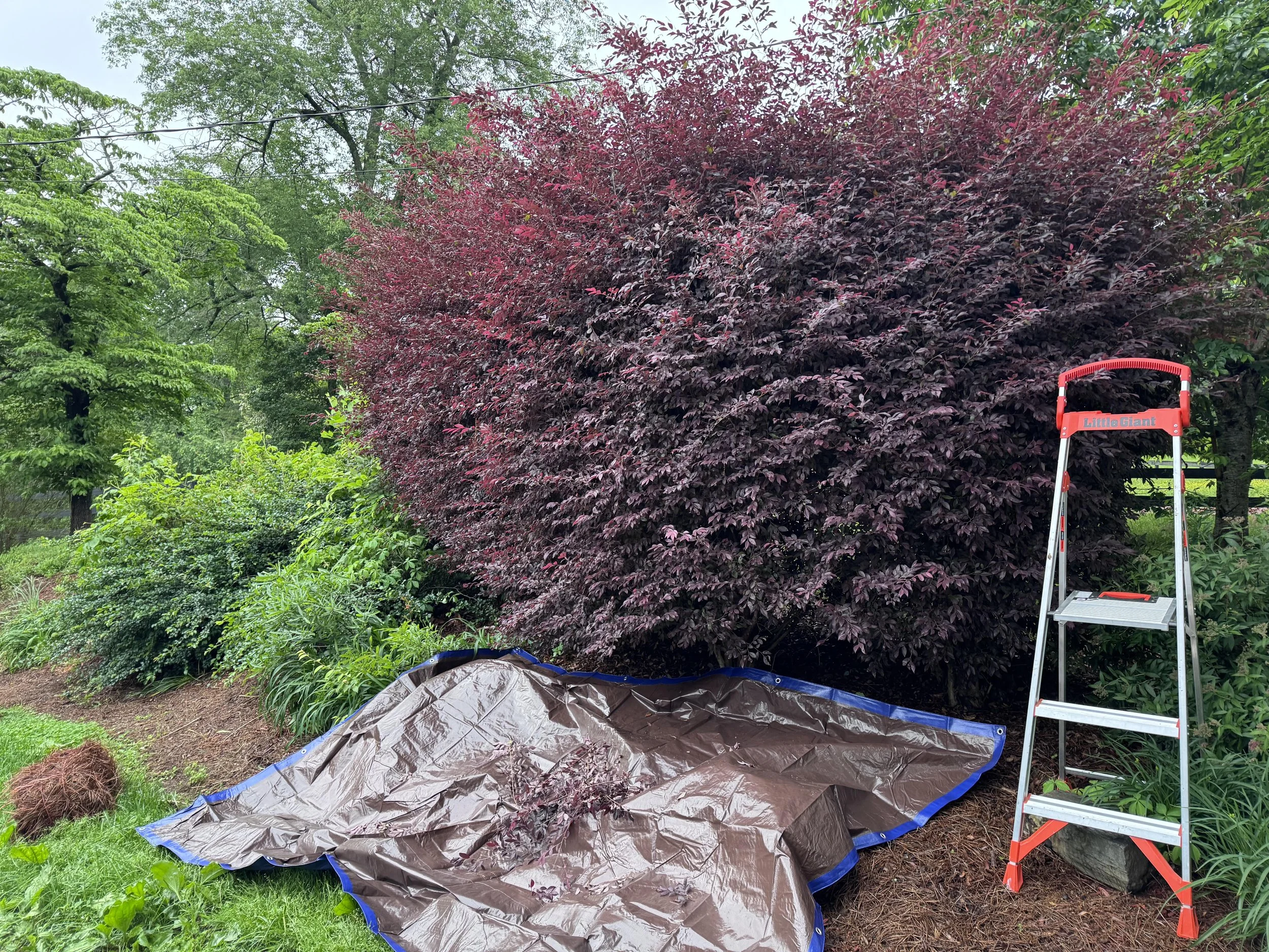 A backyard garden with a large purple-leafed shrub, a green tree behind it, a gardening ladder to the right, and a plastic tarp on the ground.