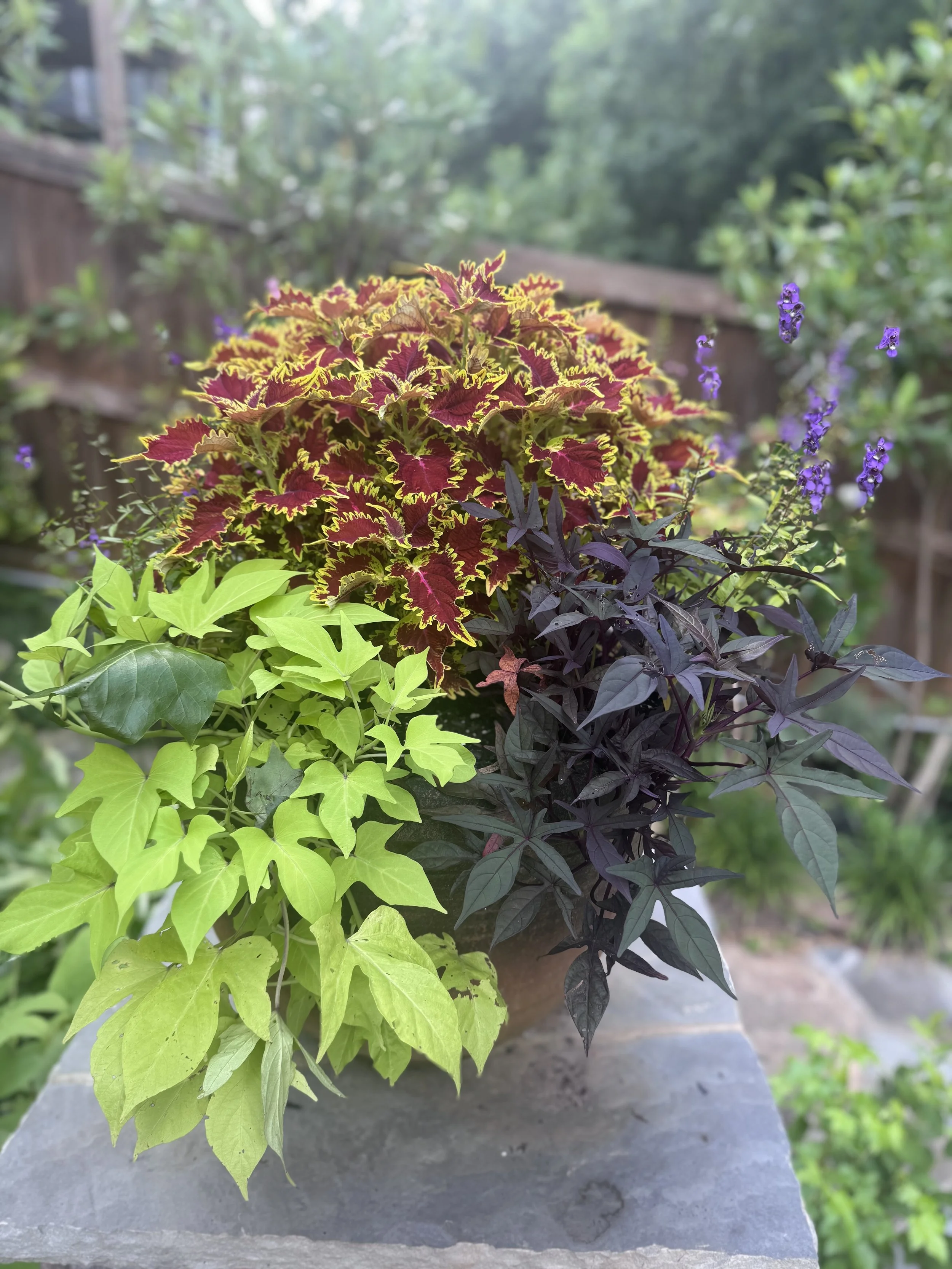 A pot of colorful ornamental plants with variegated, deep purple, and green foliage, and small purple flowers in a garden setting.