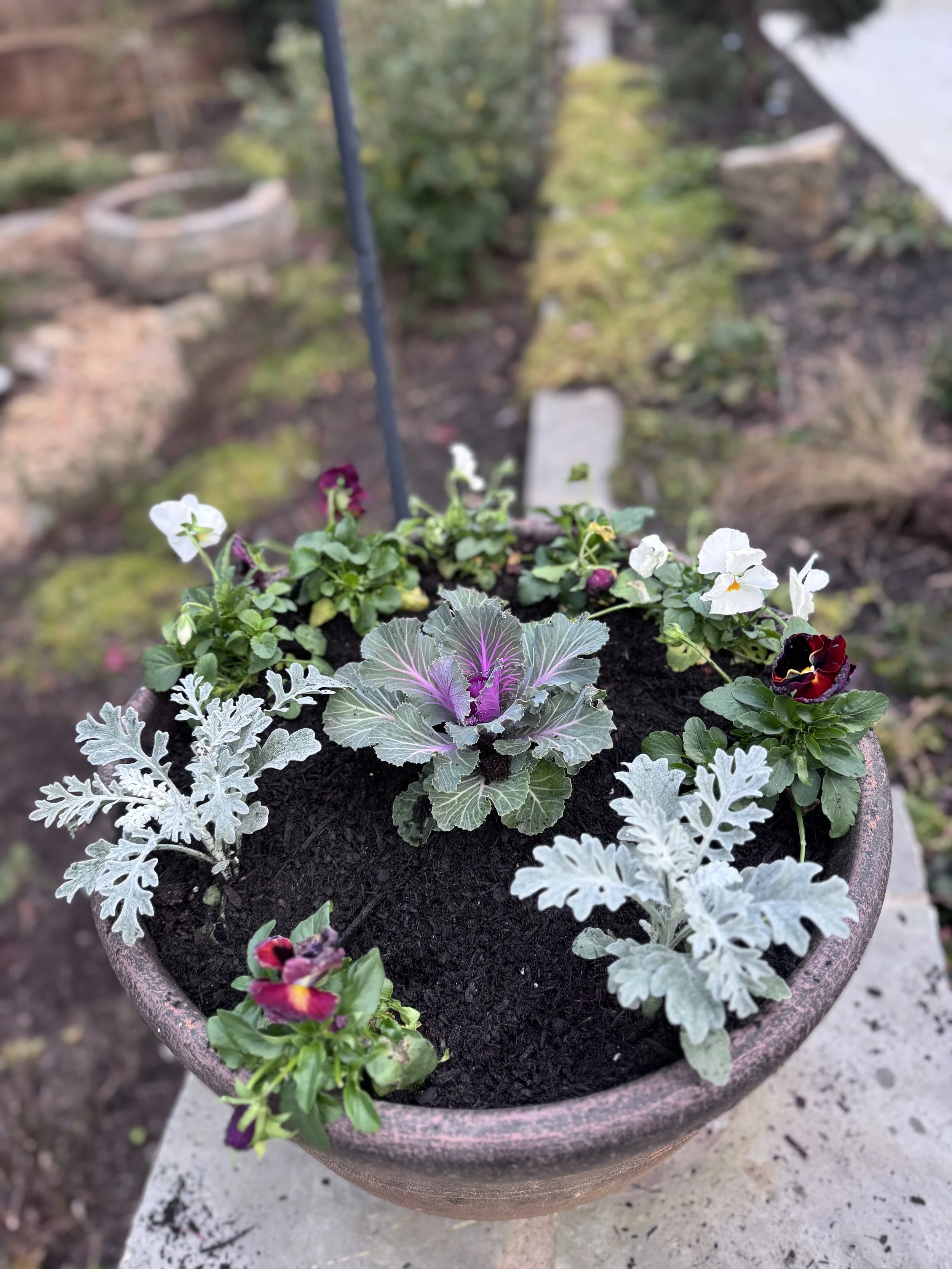 Winter Annuals in a pot! Ornamental Cabbage, Violas, Dusty Miller