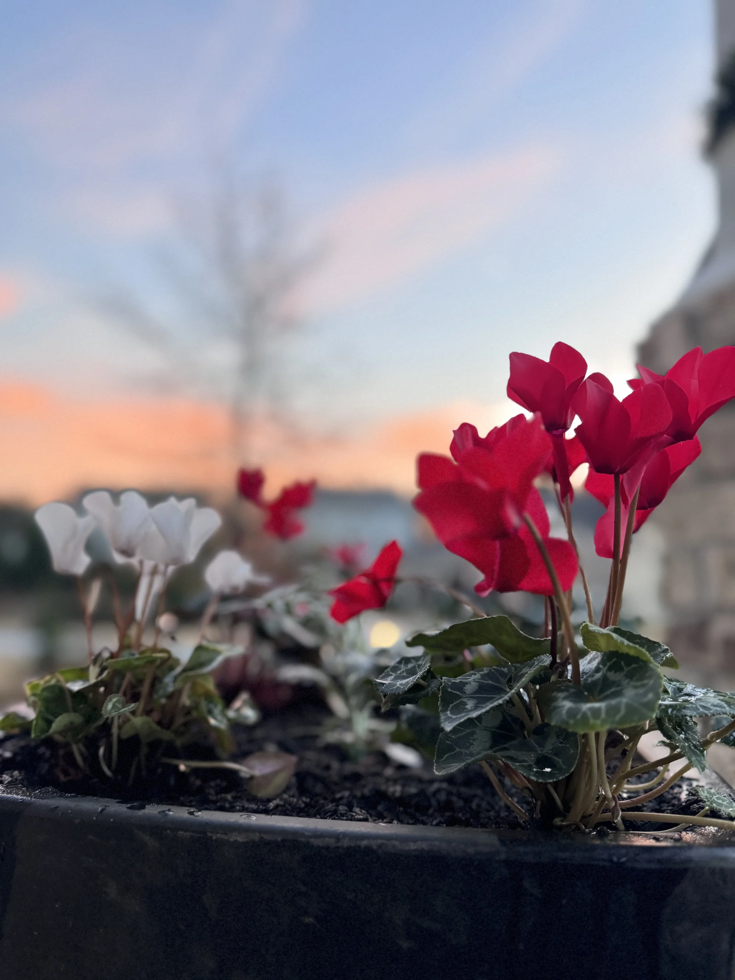Winter Annuals - Cyclamin and Dusty Miller Potted