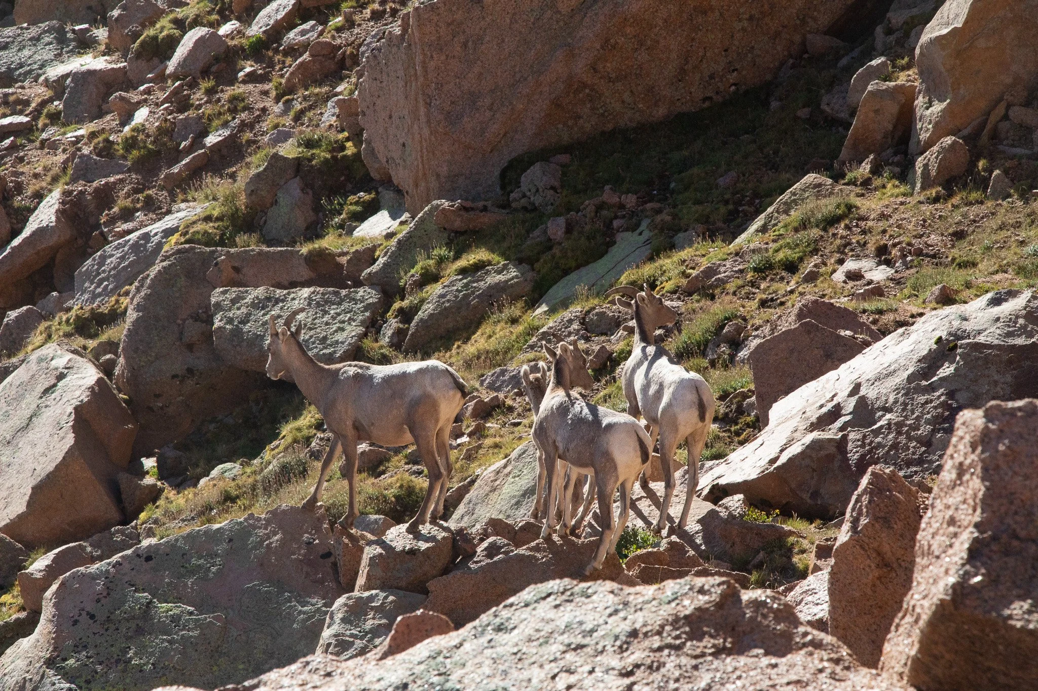  Goats on the approach 