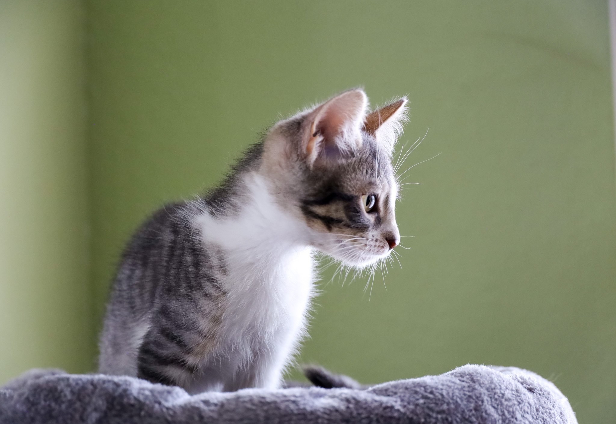 A young tabby and white cat sitting on a soft gray blanket, looking to the right, in front of a plain green background.