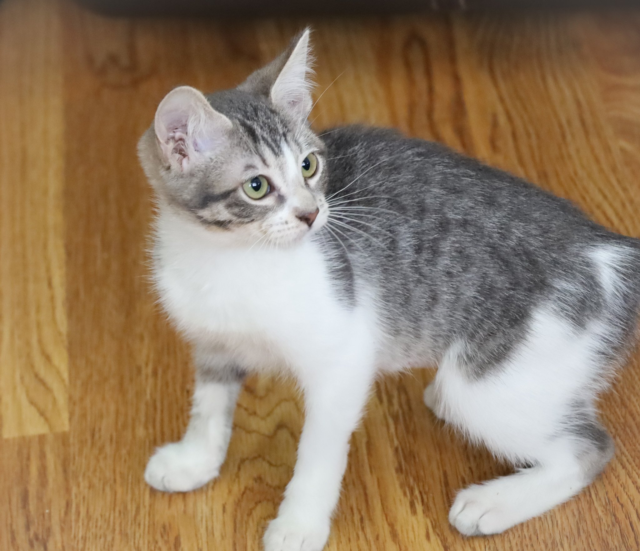 Gray and white domestic short-haired cat with green eyes sitting on a wooden floor, looking to the side.