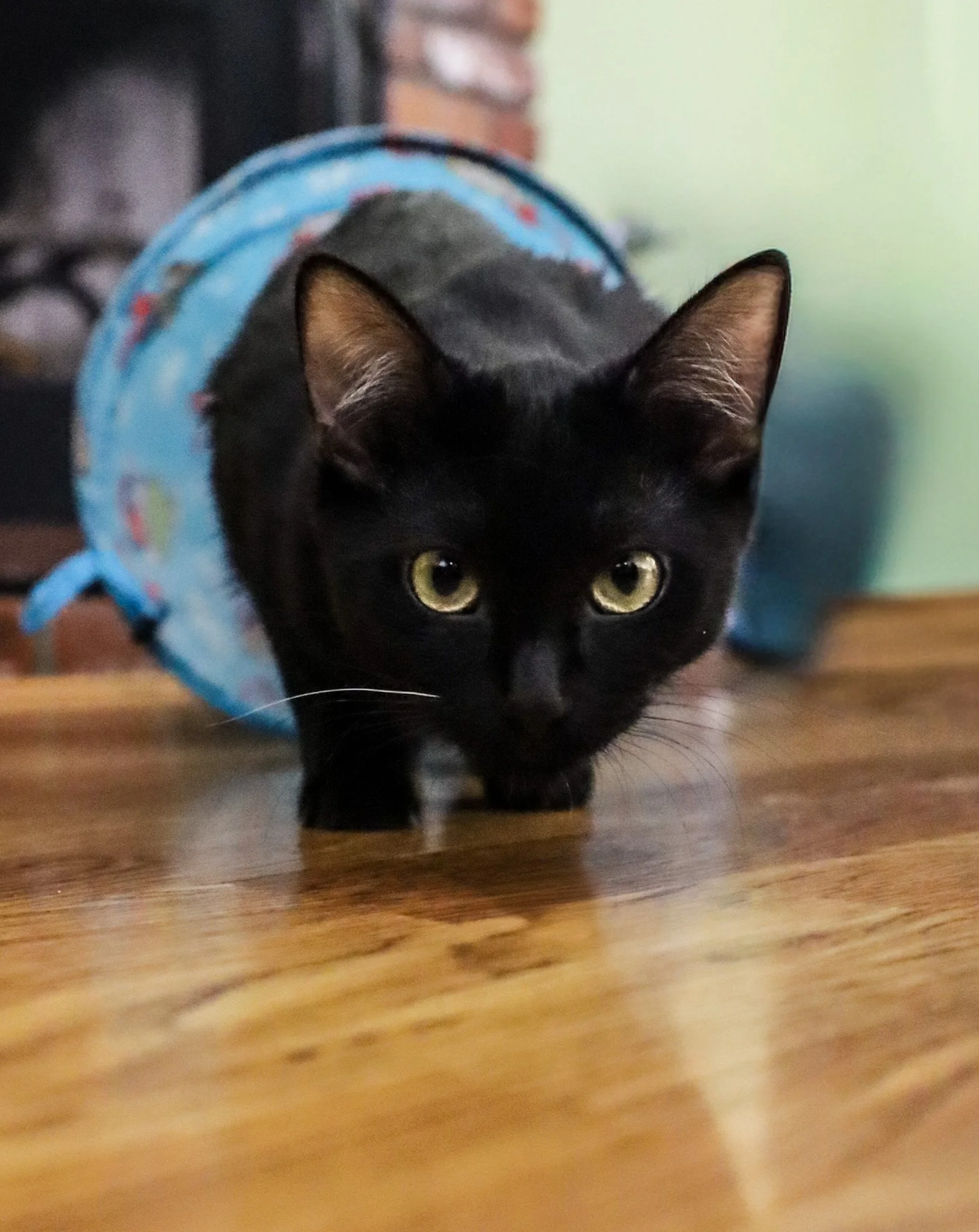 Obie 6.jpg