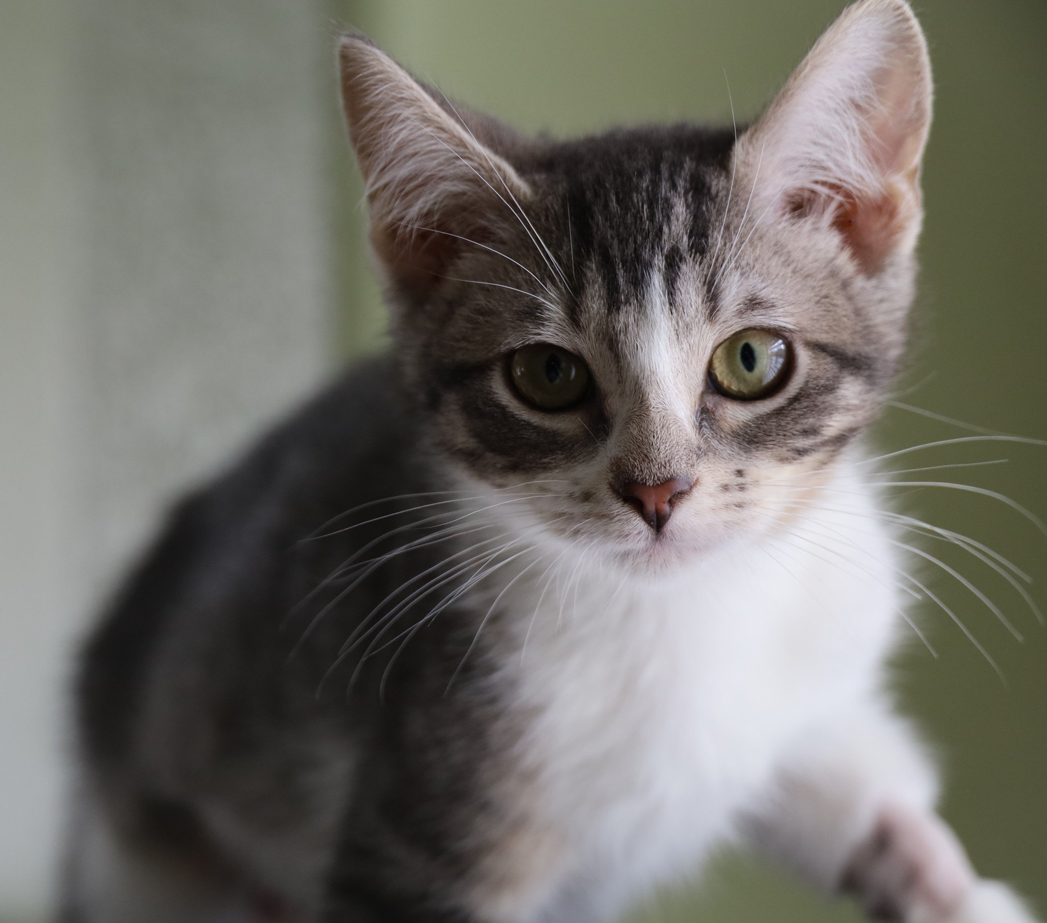 Close-up of a young gray and white tabby cat with green eyes.
