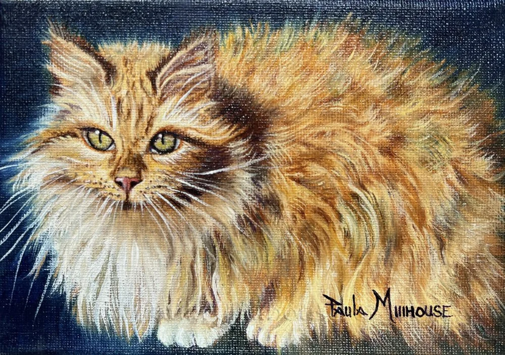 Pet-portait-of-Ragdoll-orange-tabby-cat-oil-painiting-by-Paula-Millhouse.Web.jpg