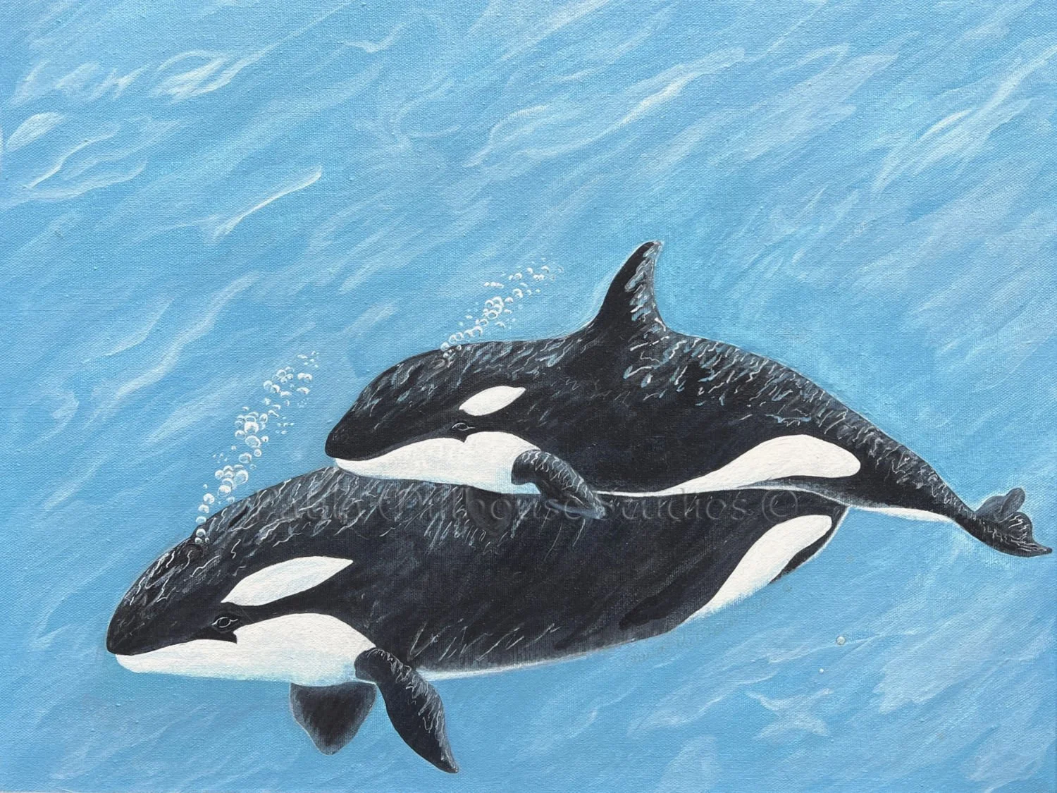 Ocean Dance of the Orcas