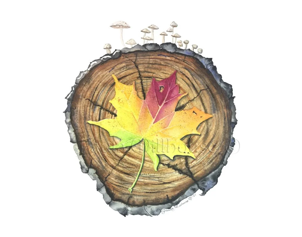 Resting Autmn Glow.#1146.PaulaMillhouse.Web.jpg