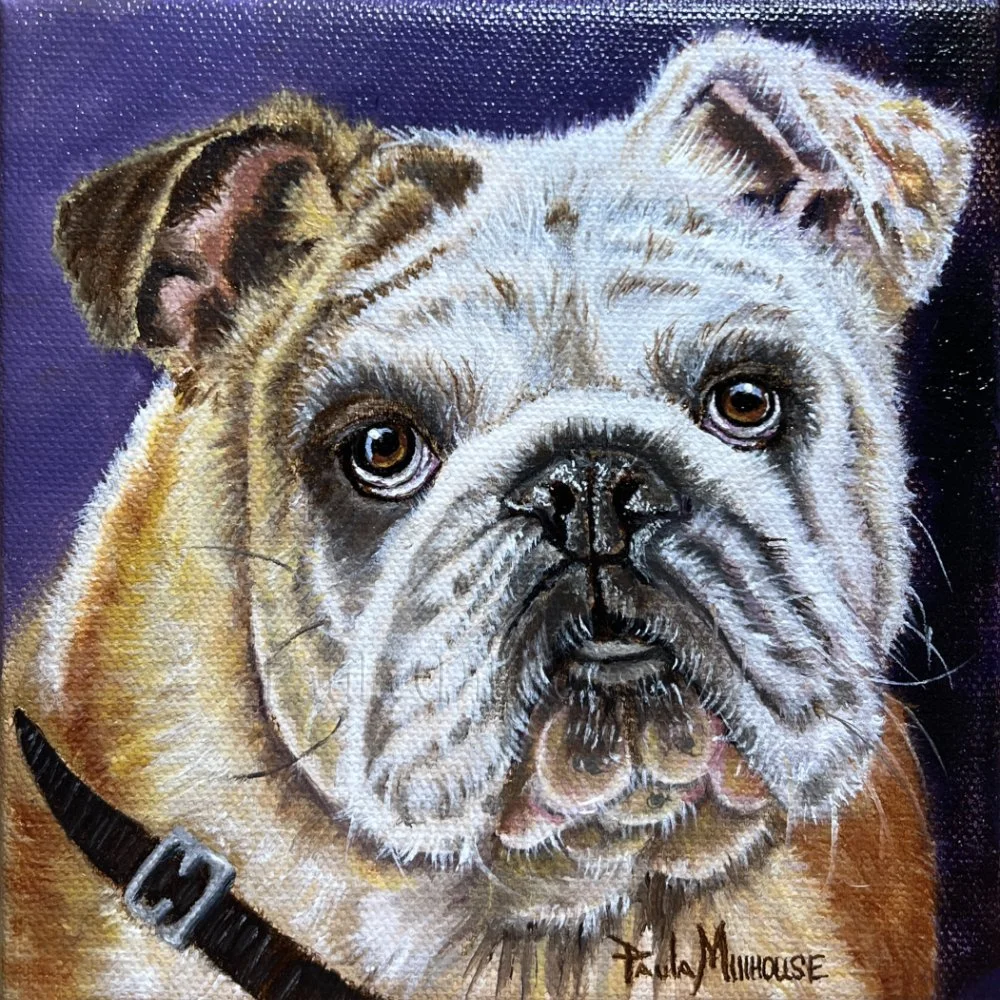 custom-oil-dog-pet-portrait-Belvedere-the-bulldog-paula-millhouse.Web.jpg