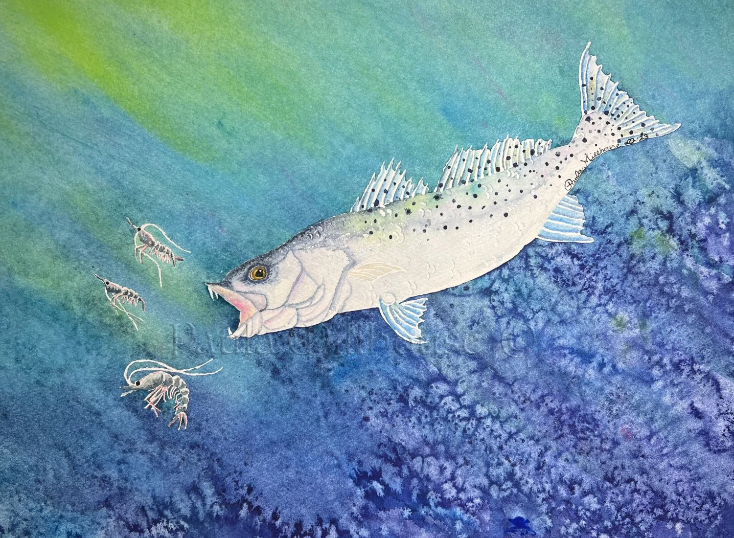 Whimsical watercolor painting of a colorful spotted seatrout chasing pink shrimp in blue coastal water by Paula Millhouse Fine Art.