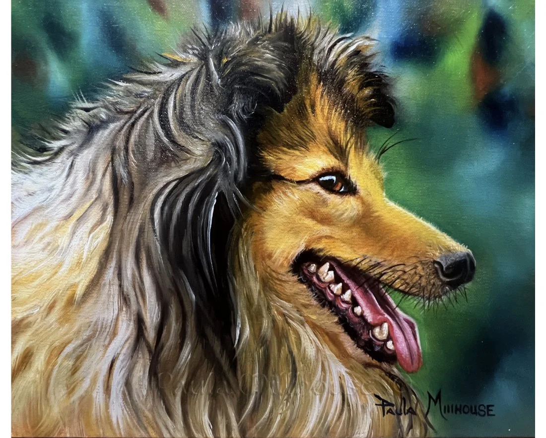 Pet-Portrait-Collie-Oil-Painting-by-Paula-Millhouse.Web.jpeg.jpg