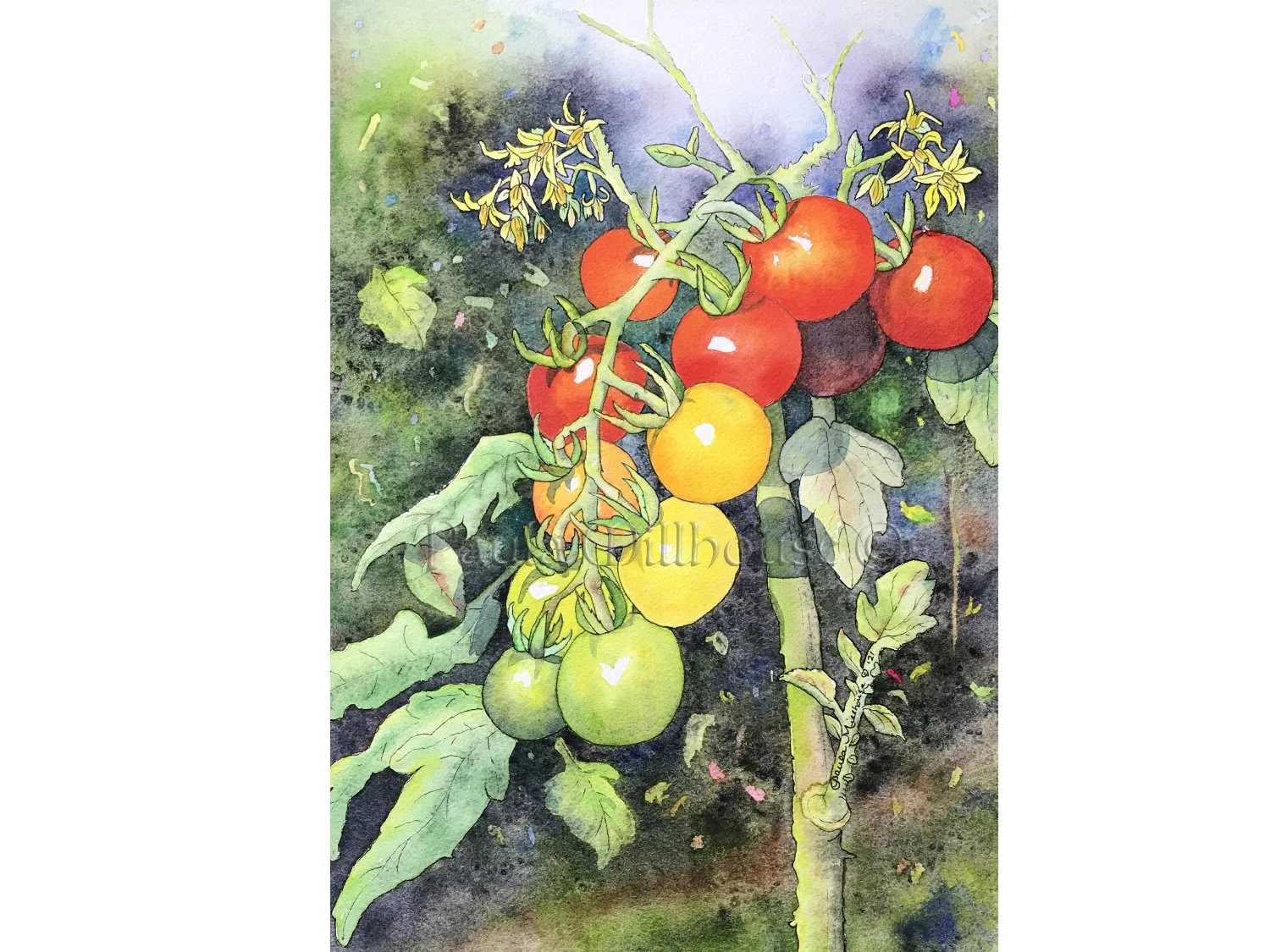 Cluster of colorful red, yellow, orange, and green cherry tomatoes ripening on the vine, botanical watercolor painting by Paula Millhouse.