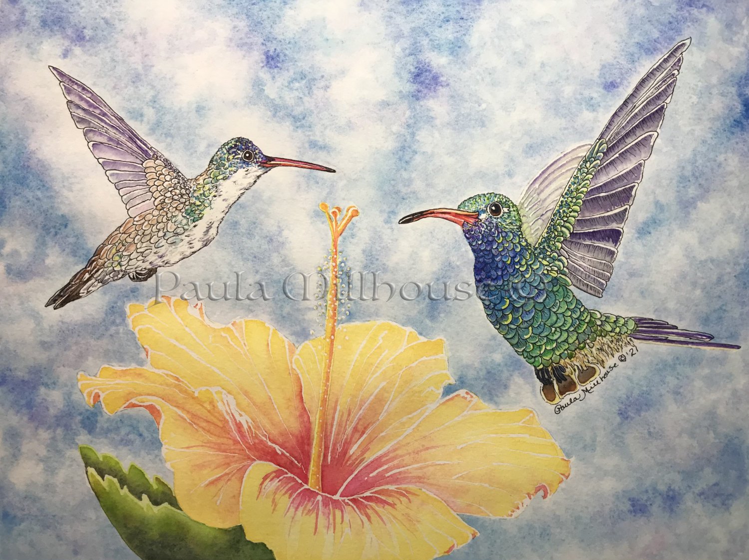 Two hummingbirds hovering around a hibiscus bloom, tropical watercolor painting by Paula Millhouse.