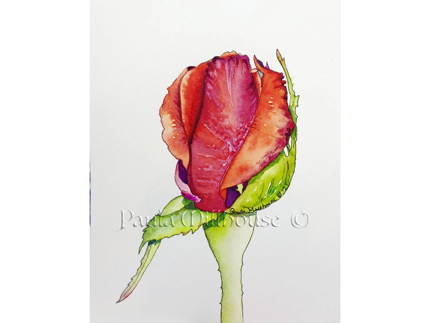 Red Rosebud.1097.Paula Millhouse Fine Art.SQSP.Web.jpg